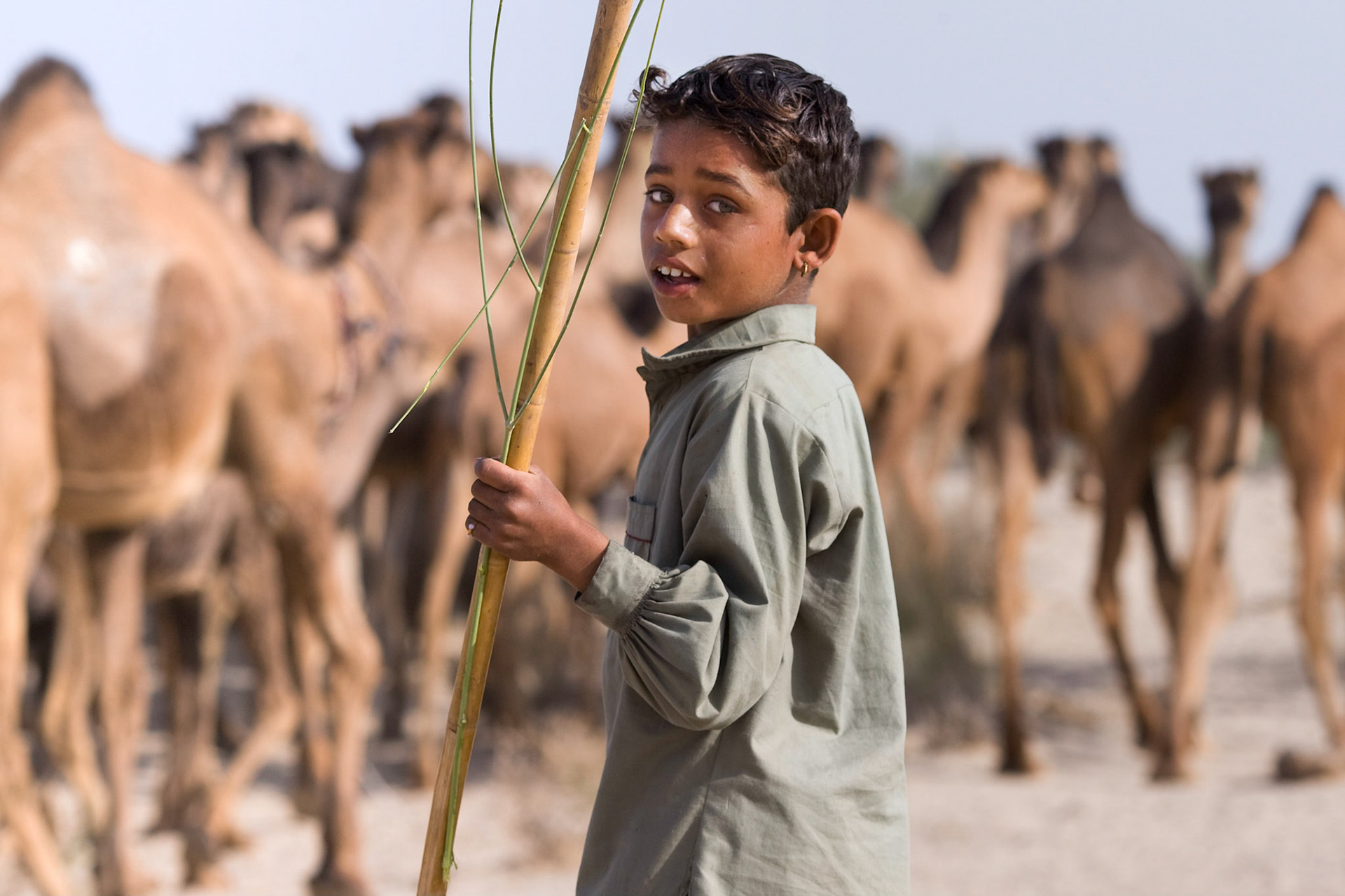 Inhabitant of the desert travels between Oasis to Oasis with camels in Cholistan desert.