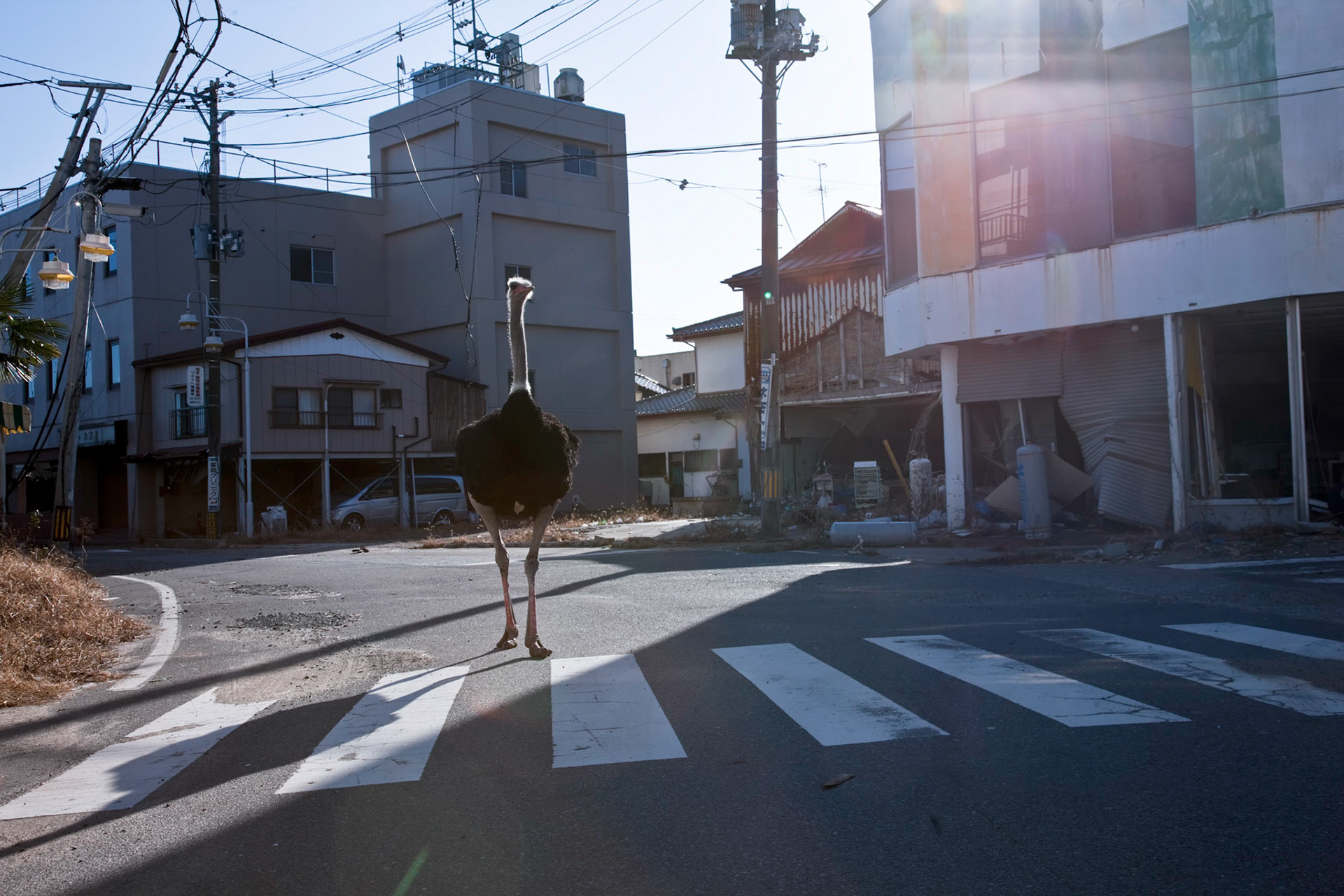 FUKUSHIMA EXCLUSION ZONE, Japan -- An ostrich roaming the empty streets of JR Tomioka station, Tomioka, Fukushima prefecture, Jan. 8, 2012, where has been washed away by the tsunami. Tomioka town is inside the exclusion zone, which has been established around Fukushima Daiichi Nuclear Power Plant following the Great East Japan Earthquake and the Fukushima nuclear disaster. (Osakabe Yasuo)