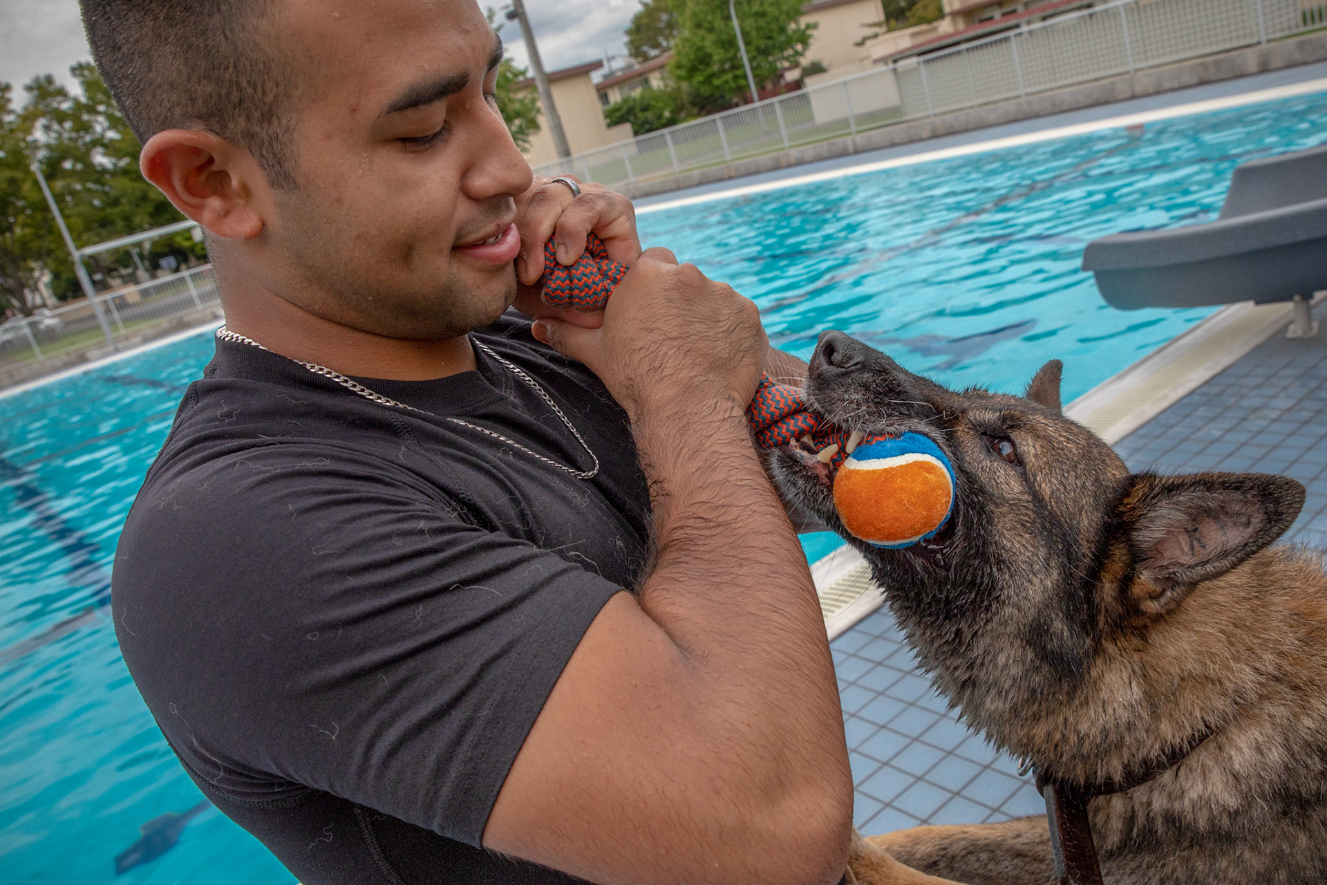 Demo, 374th Security Forces Squadron military working dog, bites his toy before conducting water-based aggression training at Yokota Air Base, Japan, Sept. 12, 2018. MWDs performed bite drills designed to slow down or stop suspects attempting to flee apprehension by escaping into a body of water. (U.S. Air Force photo by Yasuo Osakabe)