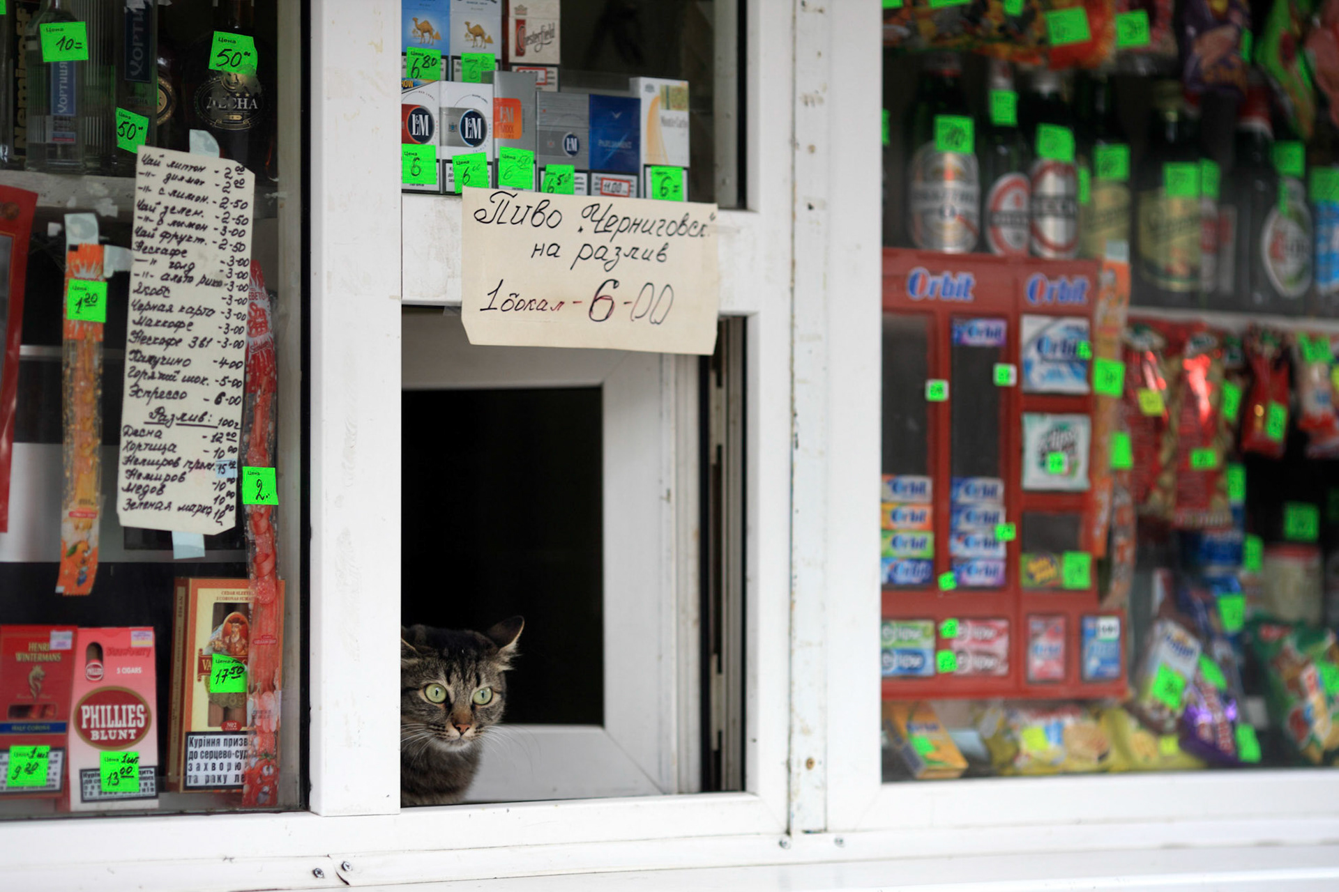 A cat watches the kiosk instead of the owner by the Arkadia beach, Odessa. (Travel)