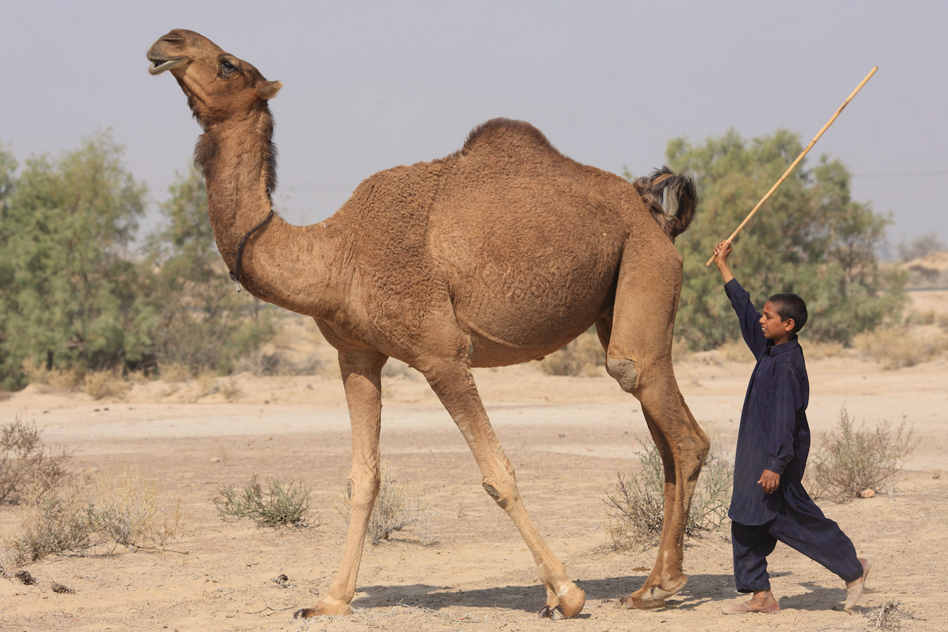 A gypsy boy handled over 50 camels with his brother. They were going to the Oasis for getting the water to their camels. (Travel)
