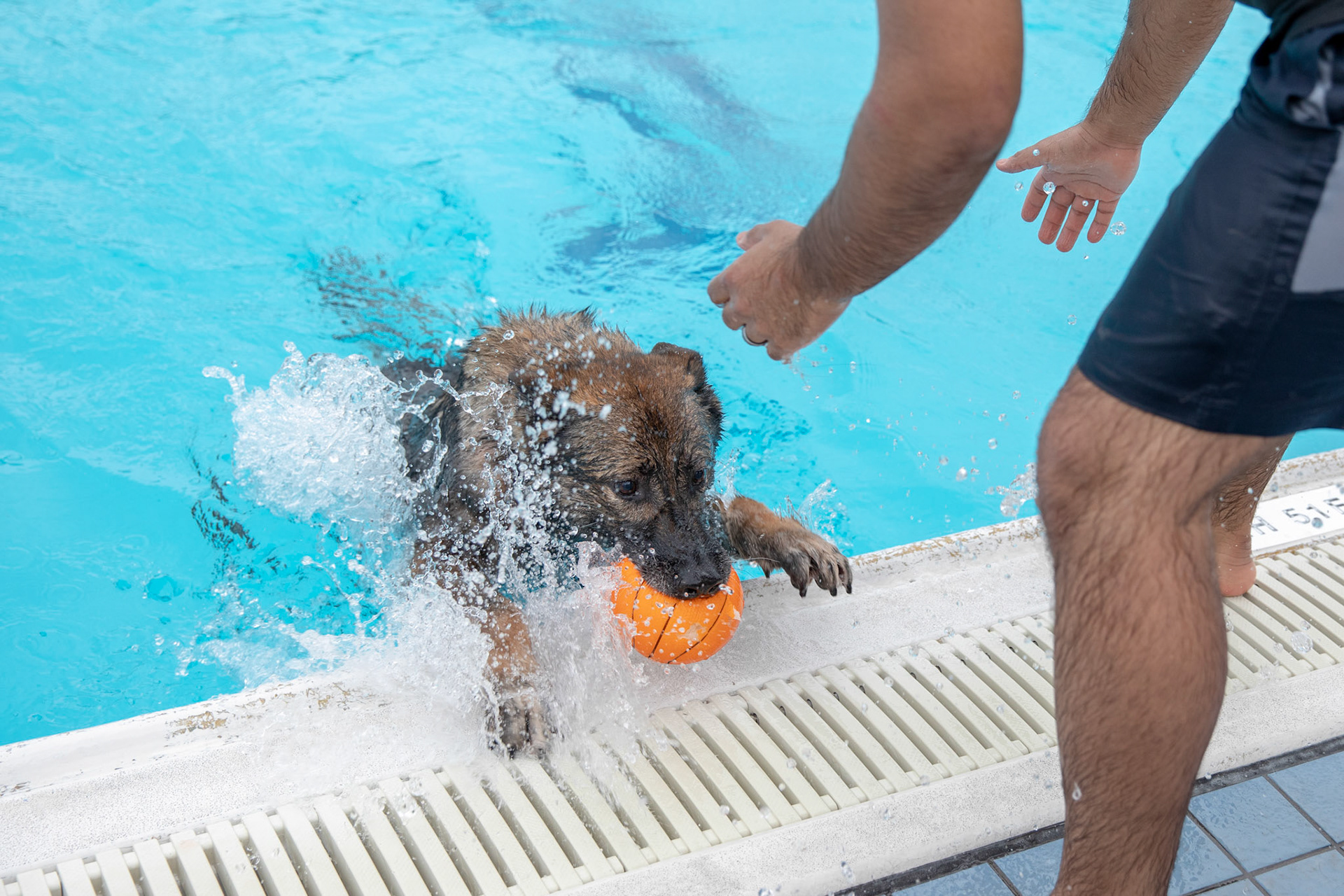 Demo, 374th Security Forces Squadron military working dog, gets out of the water after a water-based aggression training at Yokota Air Base, Japan, Sept. 12, 2018. The water aggression training offers a unique opportunity for working dogs to become familiar with water. (U.S. Air Force photo by Yasuo Osakabe)