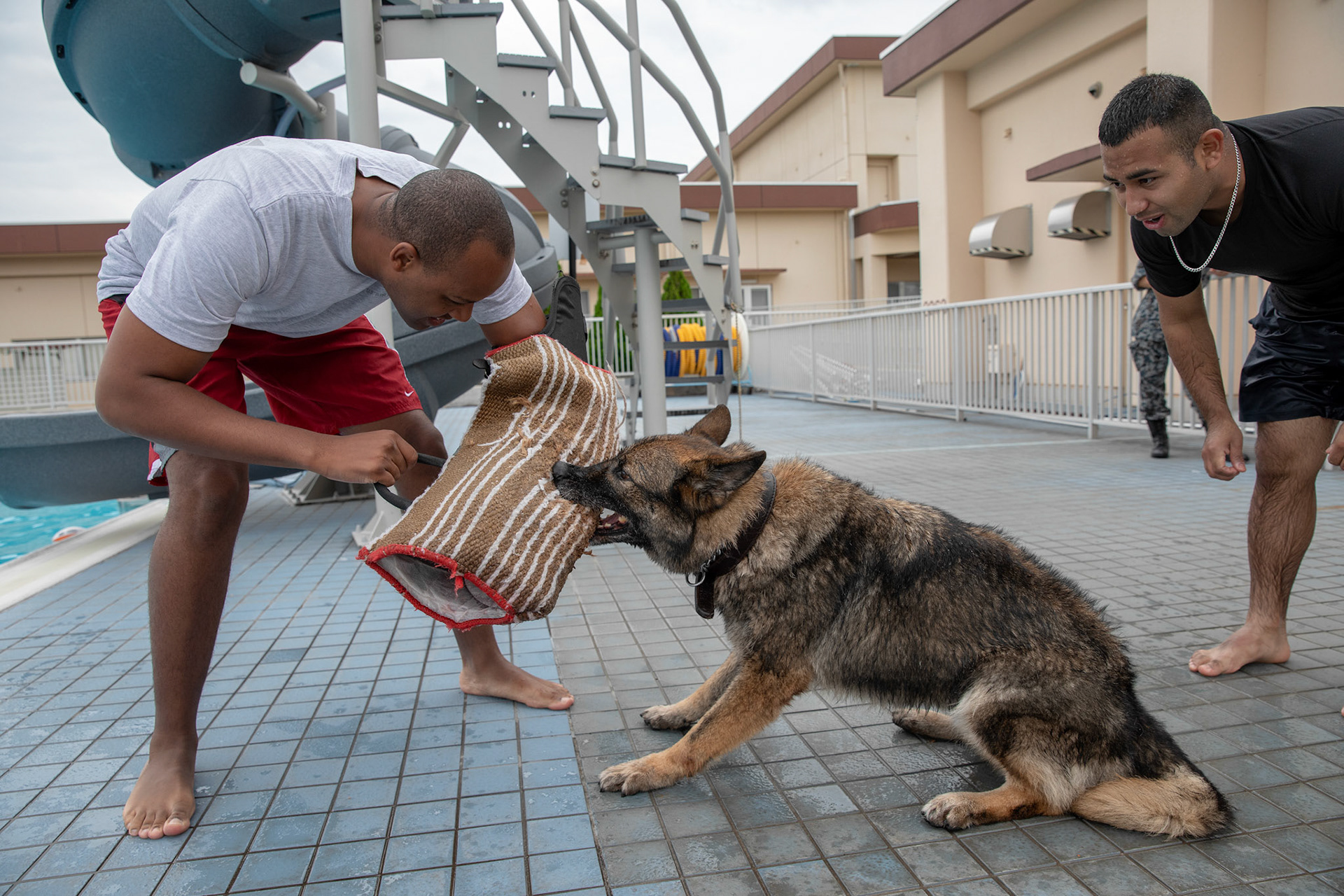 Staff Sgt. Matthew Clark, 374th Security Forces Squadron military working dog trainer, attempts to evade Demo, 374th SFS military working dog, during water-based aggression training at Yokota Air Base, Japan, Sept. 12, 2018. MWDs performed bite drills designed to slow down or stop suspects attempting to flee apprehension by escaping into a body of water. (U.S. Air Force photo by Yasuo Osakabe)