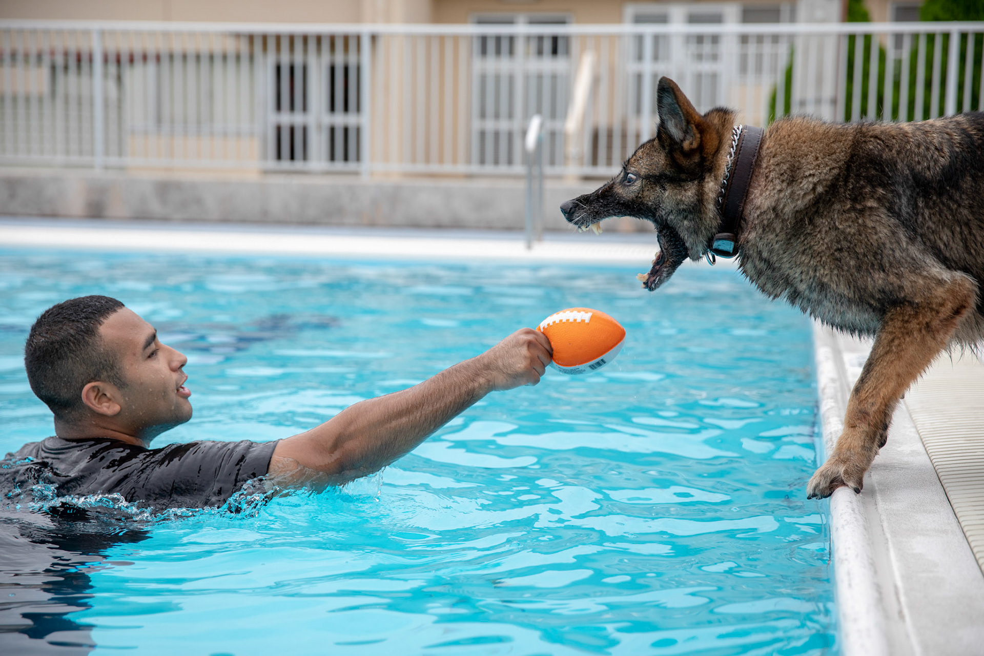 Staff Sgt. Mario Hernandez, 374th Security Forces Squadron military working dog handler, persuades Demo, 374th SFS military working dog, to jump in the pool during water-based aggression training at Yokota Air Base, Japan, Sept. 12, 2018. The water aggression training offers a unique opportunity for working dogs to become familiar with water. (U.S. Air Force photo by Yasuo Osakabe)