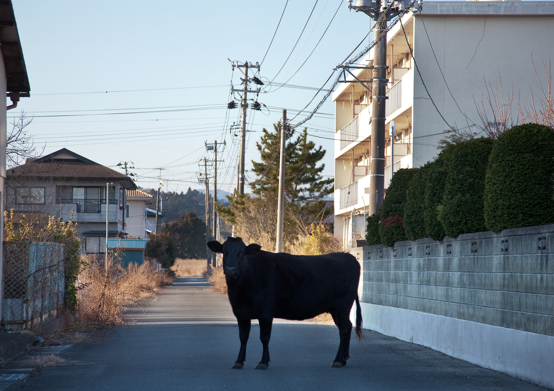 FUKUSHIMA EXCLUSION ZONE, Japan -- A cows roaming the empty streets inside Fukushima exclusion zone, Namie, Fukushima prefecture, Japan, Jan. 7, 2012. Namie is inside the exclusion zone, which has been established around Fukushima Daiichi Nuclear Power Plant following the 2011 Tohoku earthquake and tsunami and the Fukushima Daiichi nuclear disaster. There are many farm animals and pets which have been abandoned. (Osakabe yasuo)