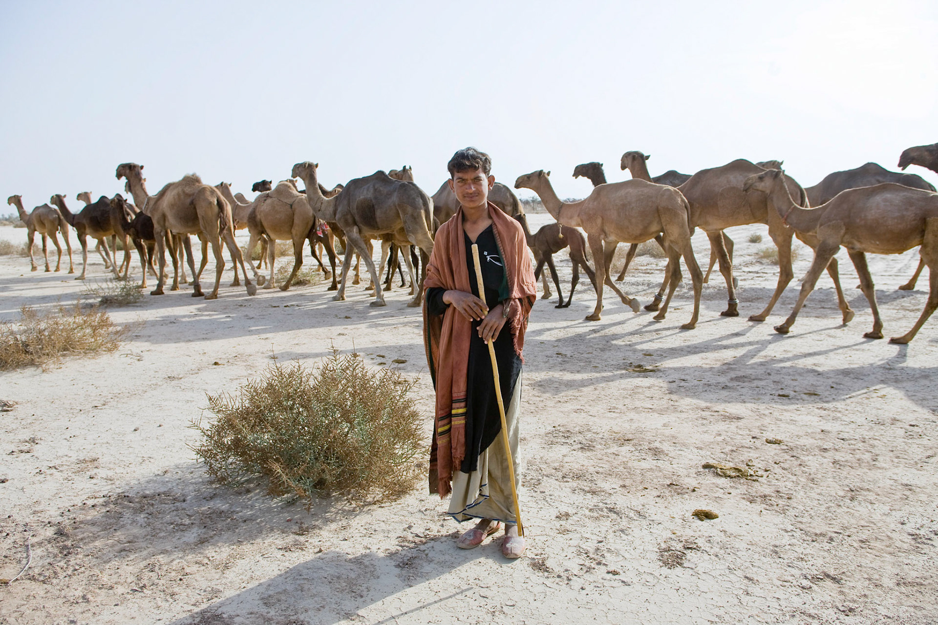 He walks in the desert toward a next oasis with his camels.