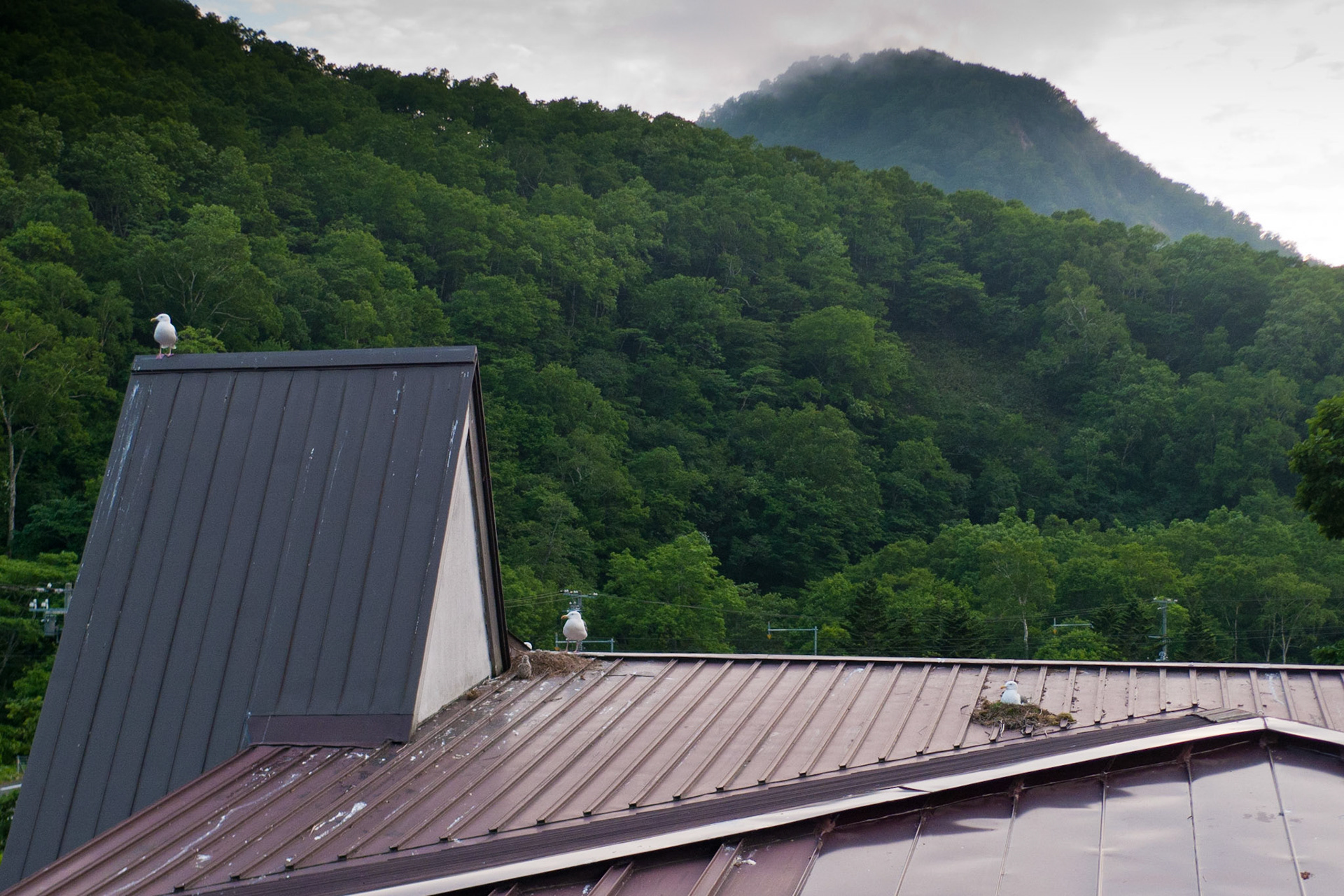 Rausu: Seaguls nesting at our hotel