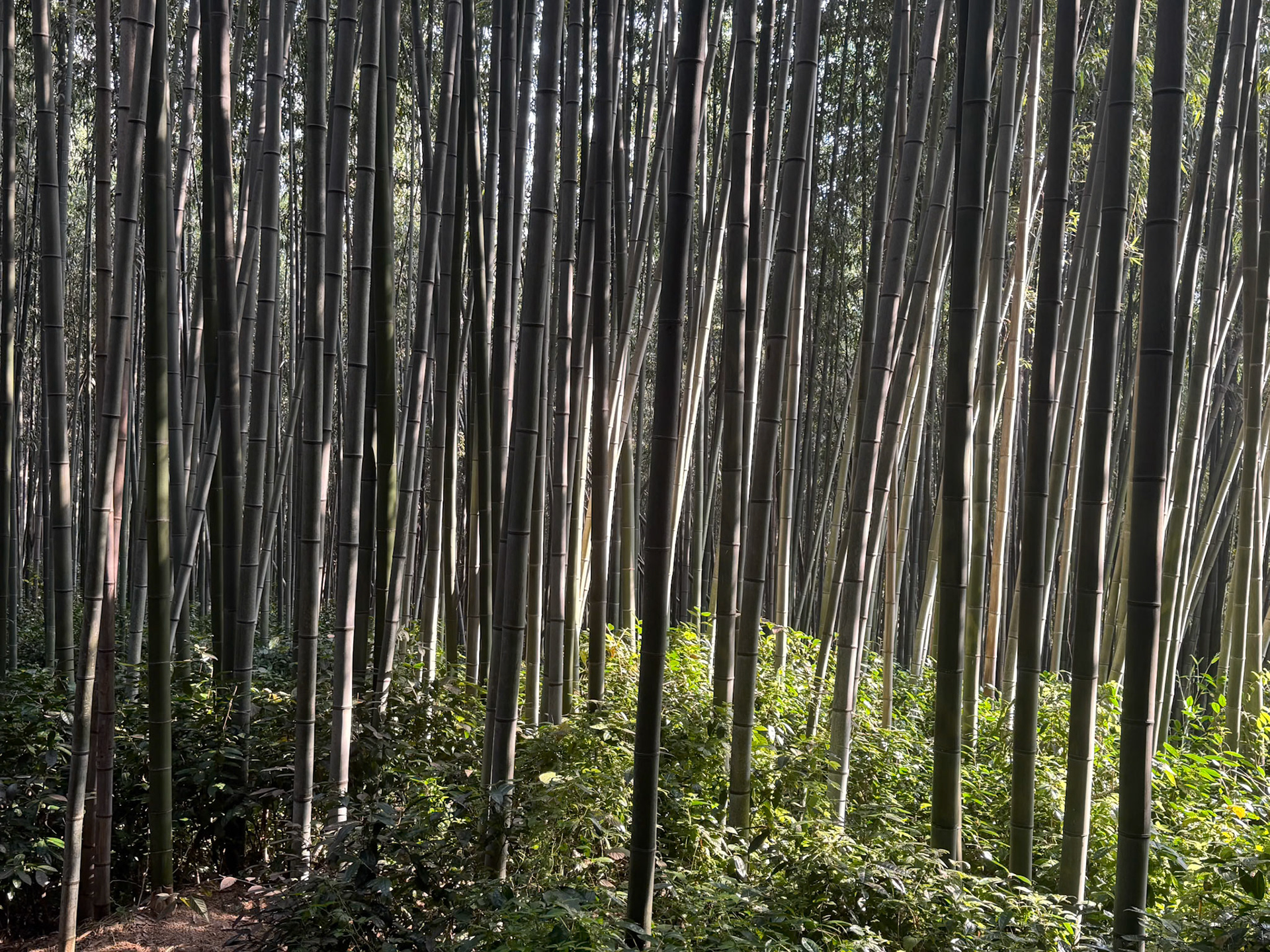 Damyang: Bamboo forest