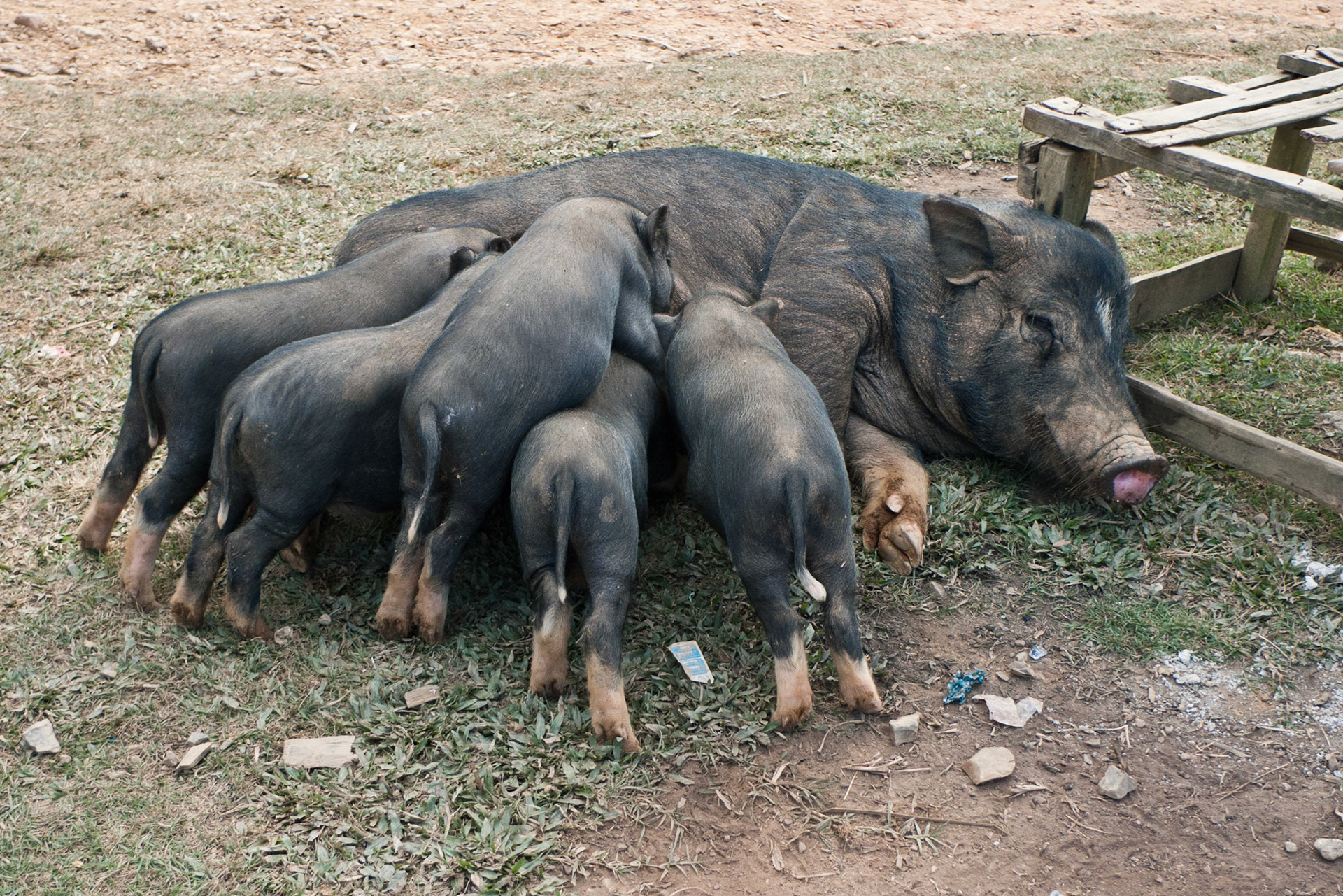 Luang Prabang to Luang Namtha: Roadside
