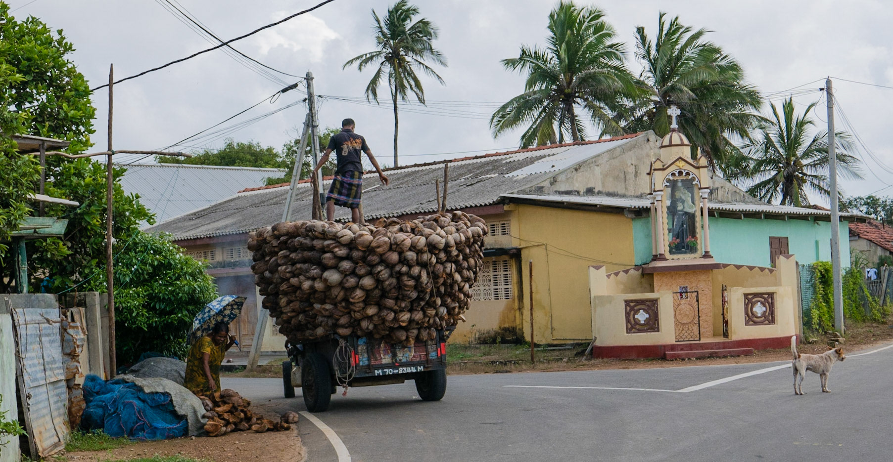 Jaffna: Coconut Seller