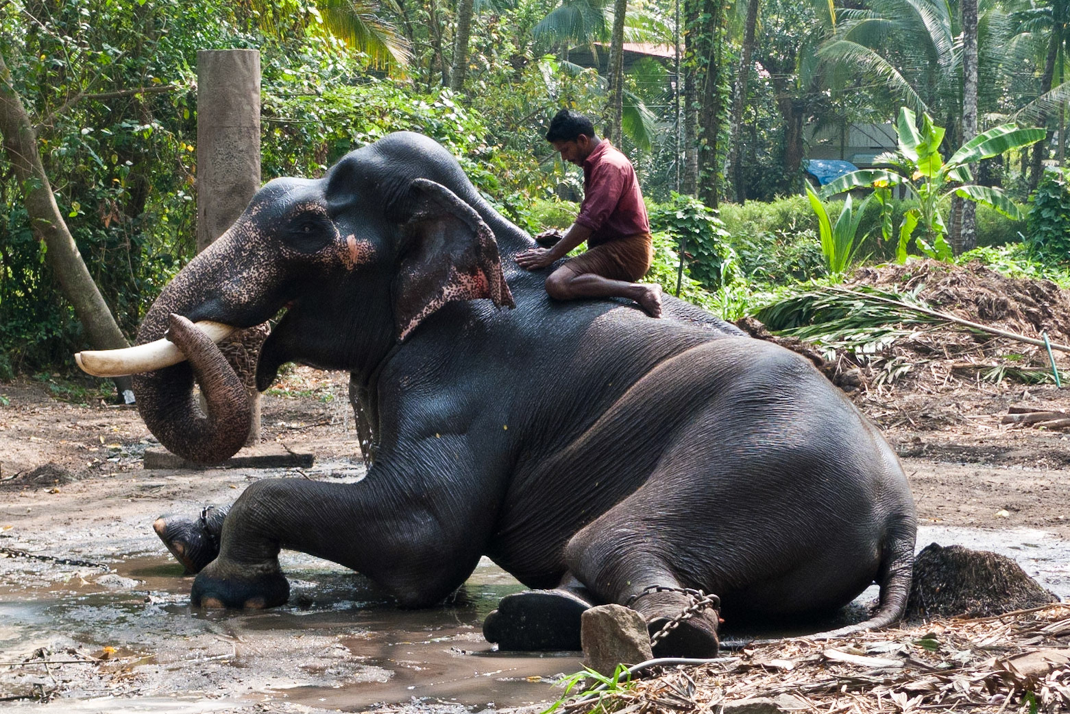 Guruvayur: Elephant camp