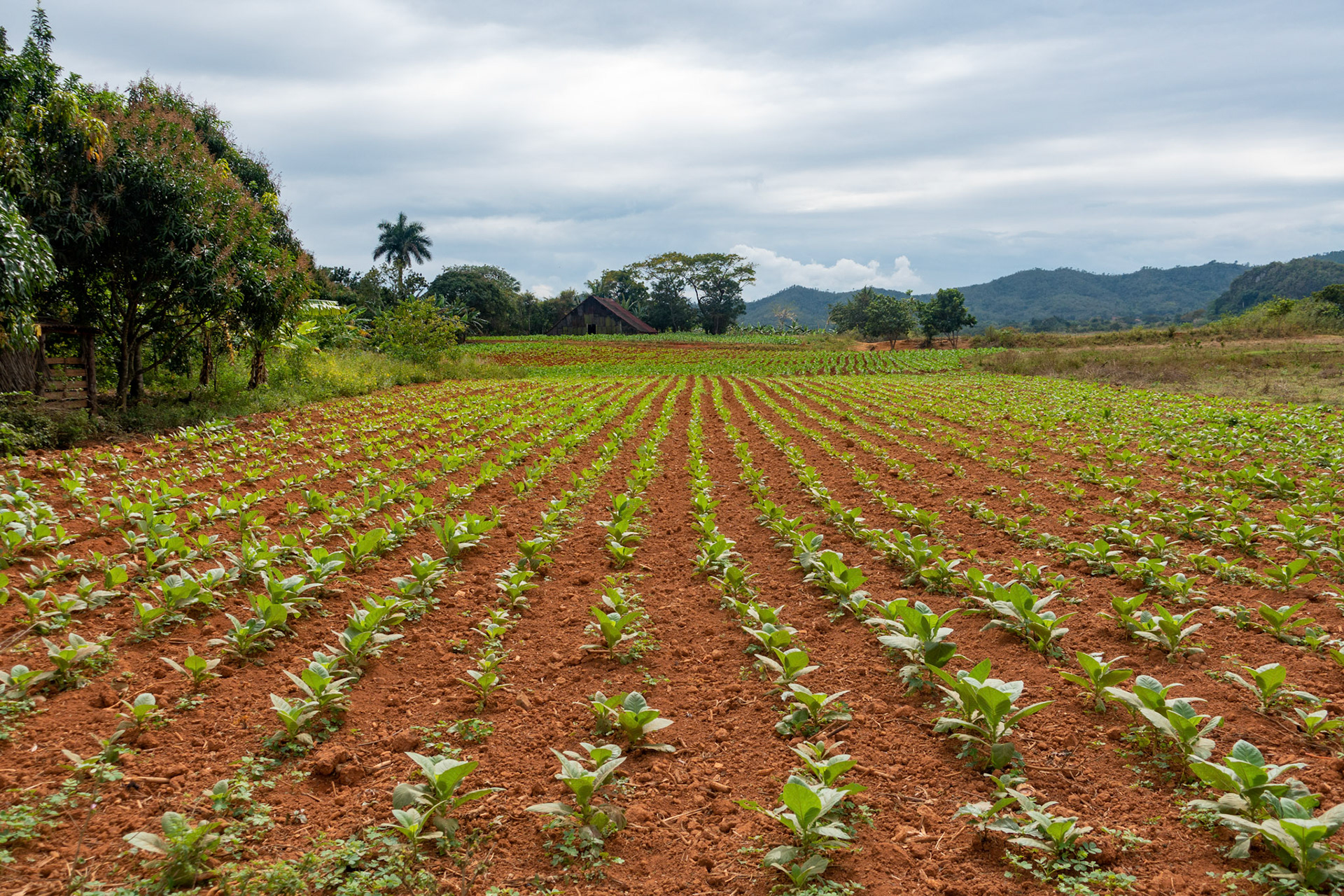 Vinales:  A Tobacco Field