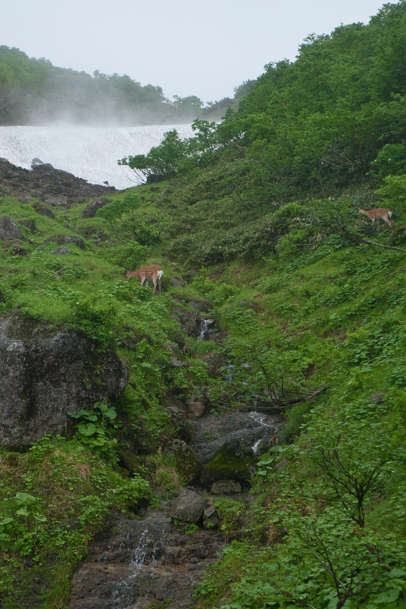 Rausu to Utoro: and Deer