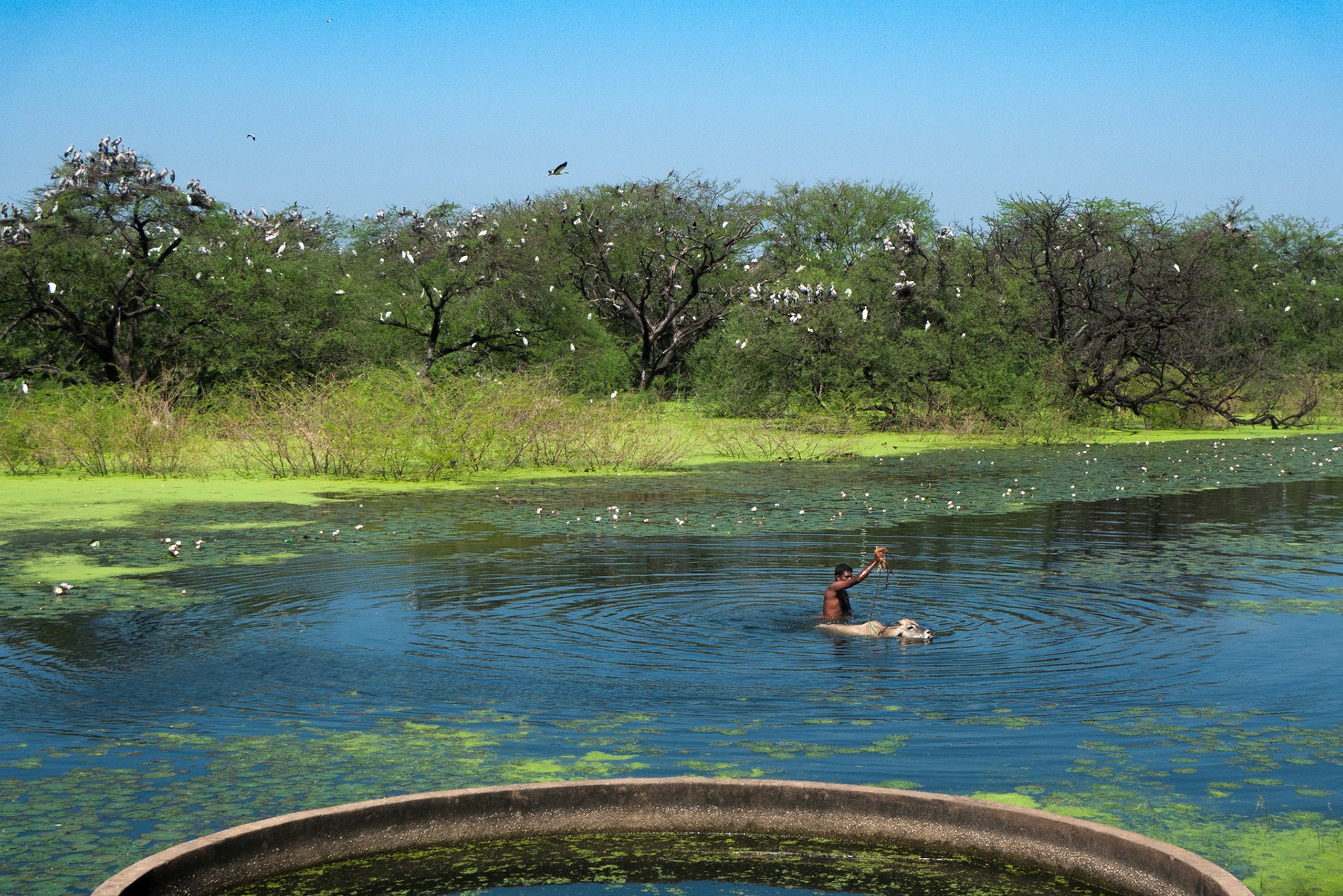 Vettangudi Bird Sanctuary