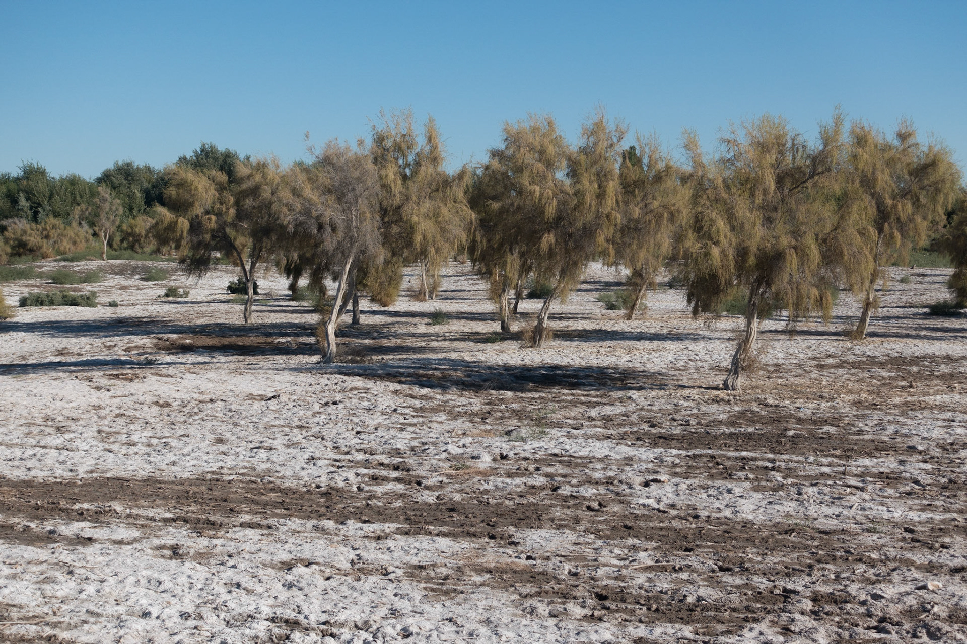 Kunya-Urgench:  Salt-laden fields