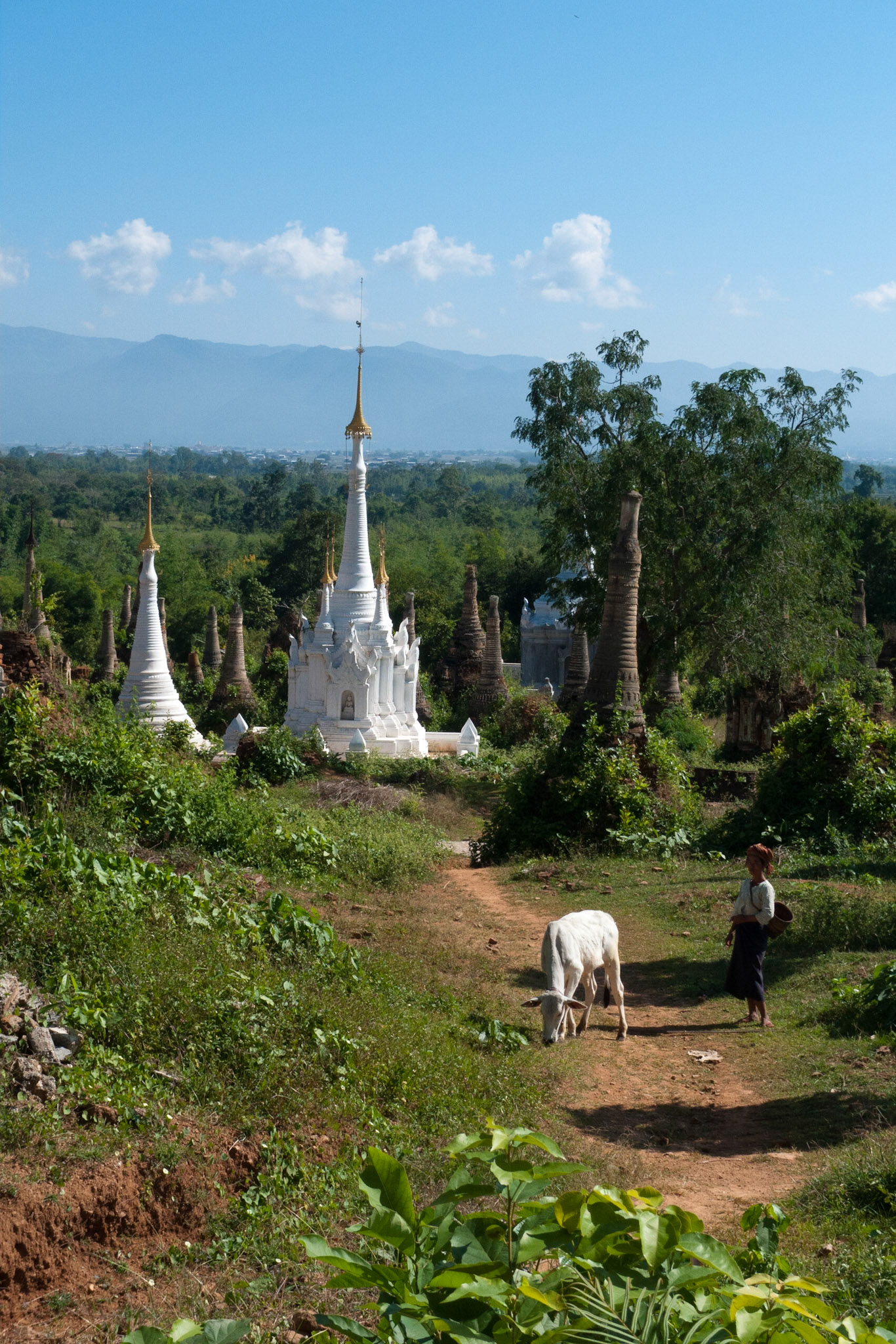 Lake Inle: Shwe Inn Theein Paya - watching over cattle.