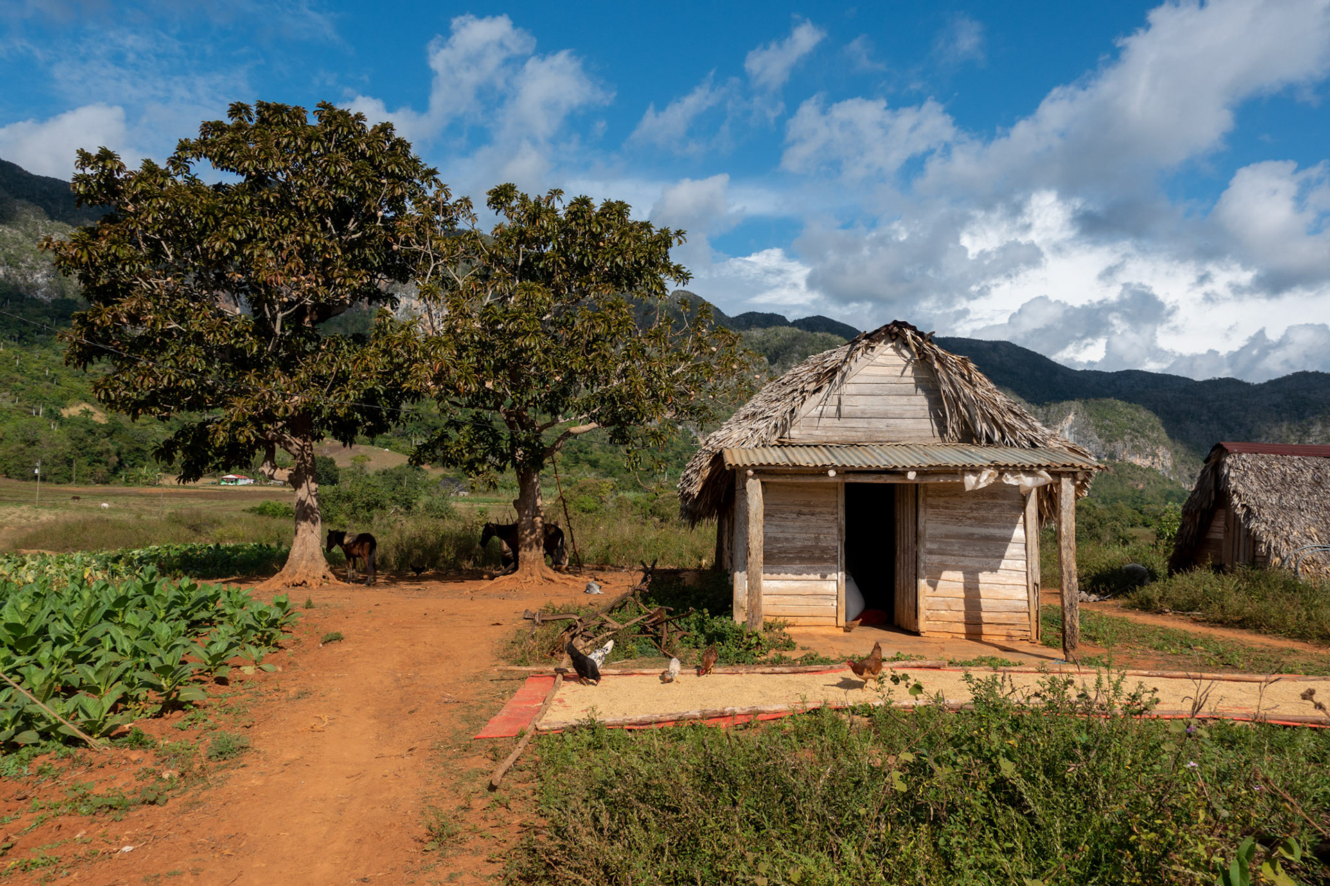 Vinales: Walk through Tobacco Fields