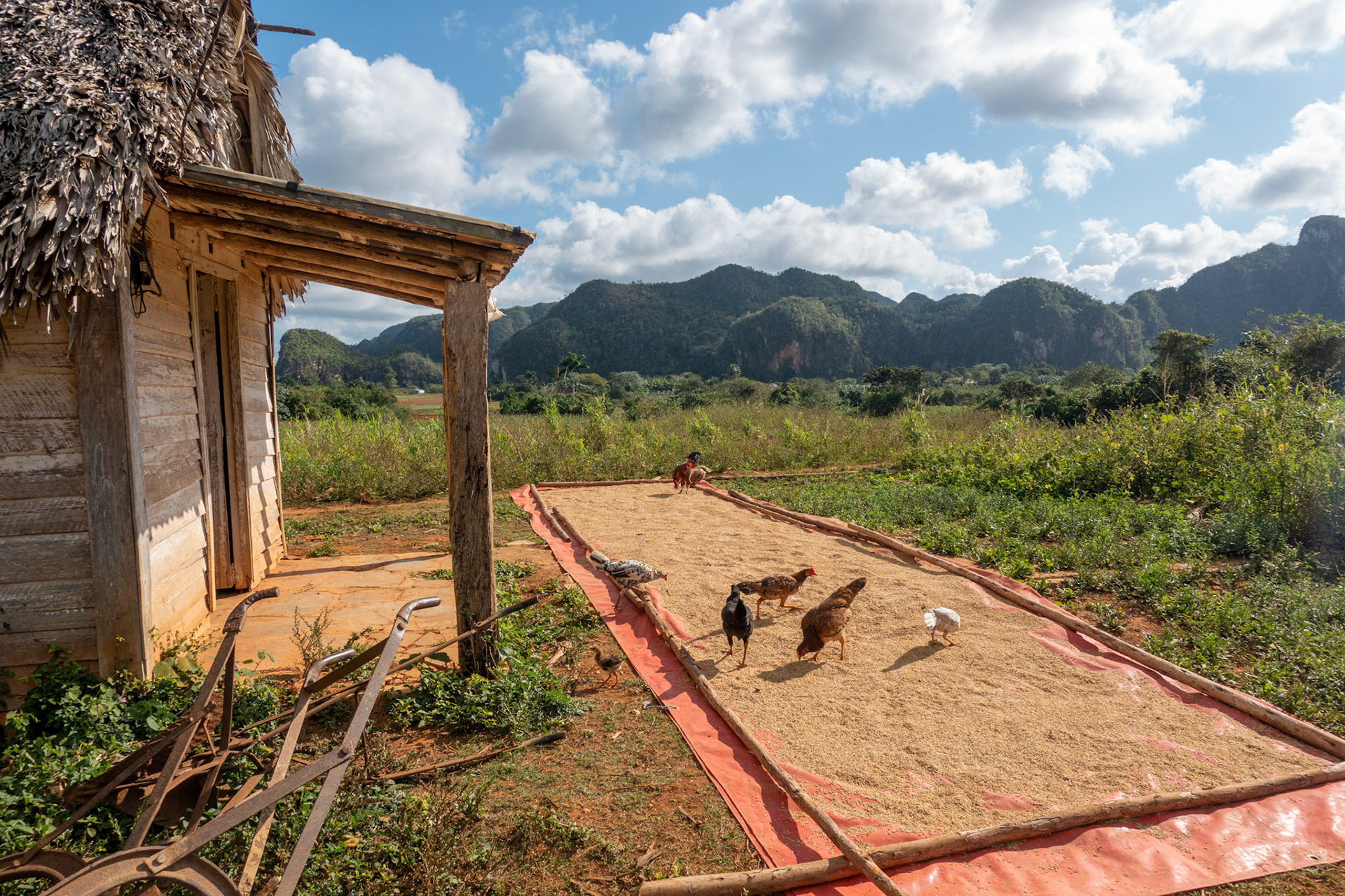 Vinales Walk through Tobacco Fields