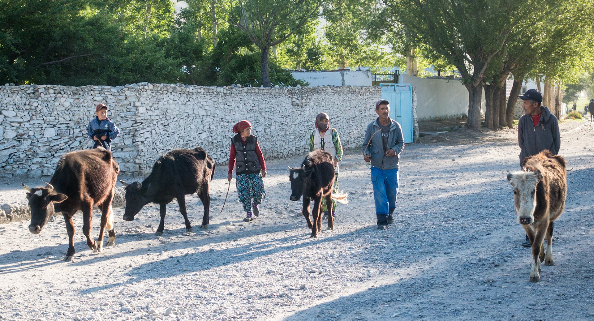 Yamg:  Early Morning - taking cows to pasture