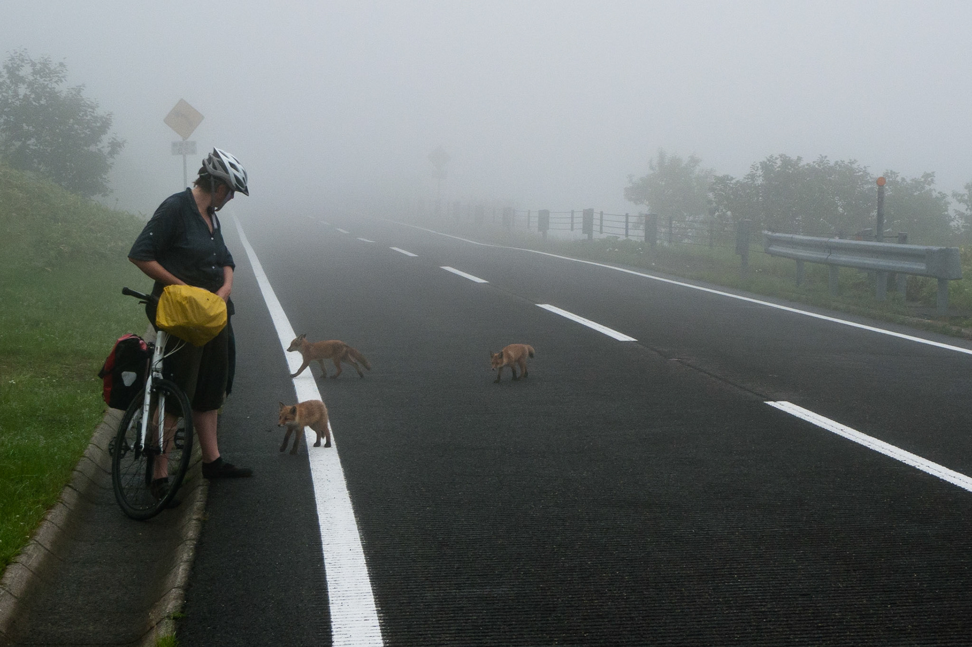 Rausu to Utoro: Foxes living by roadside (13.5 Km)