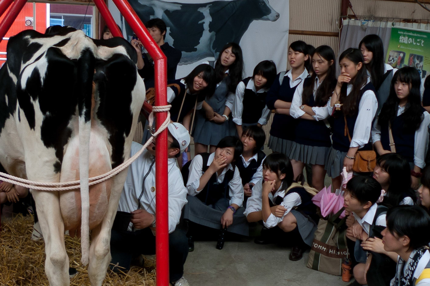 Lake Kussharo to Nakashibetsu: milking lesson at demonstration farm