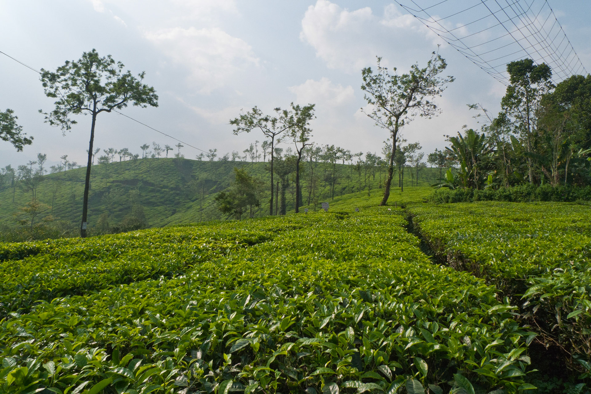 Meppadi: Tea Plantation