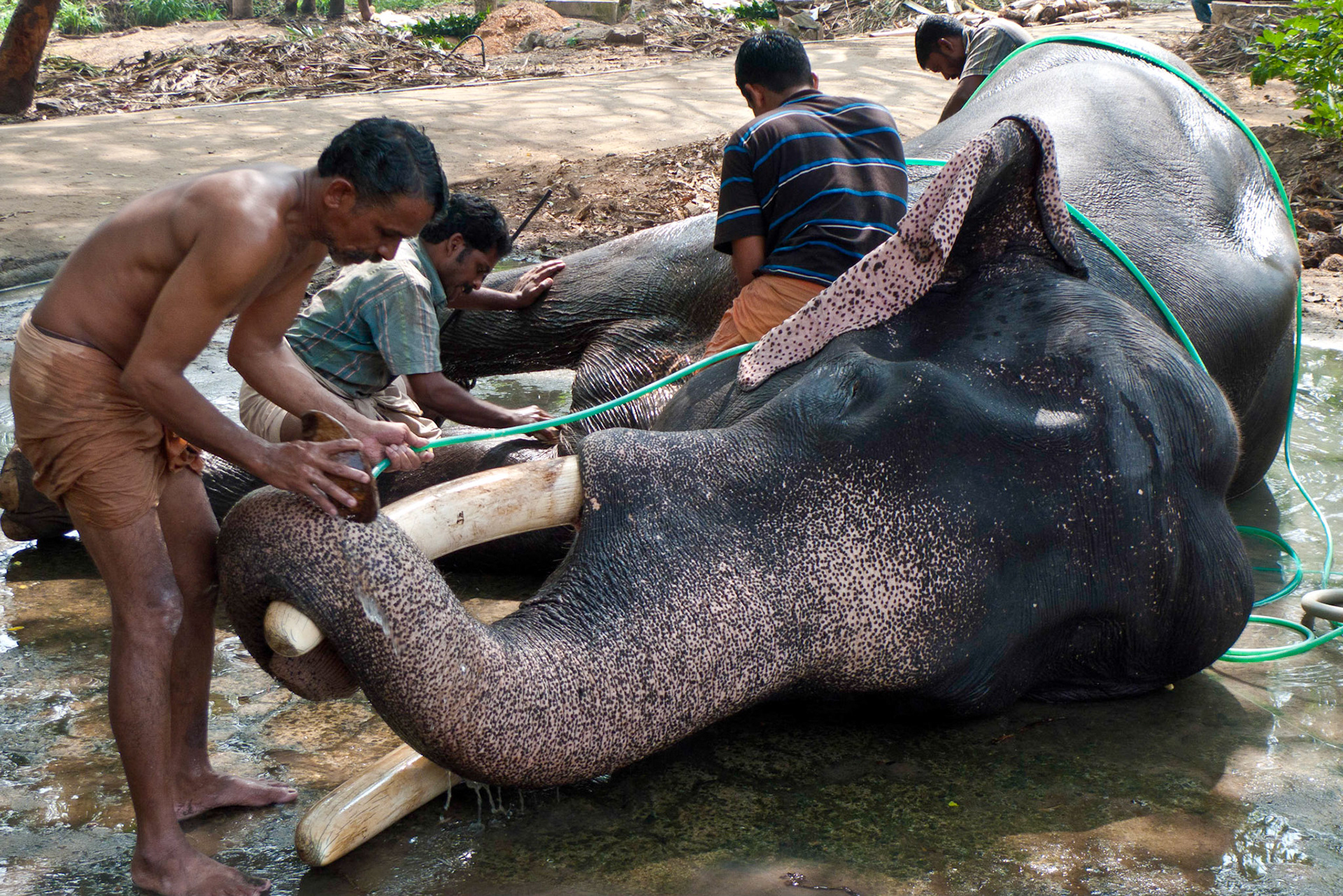 Guruvayur: Elephant camp