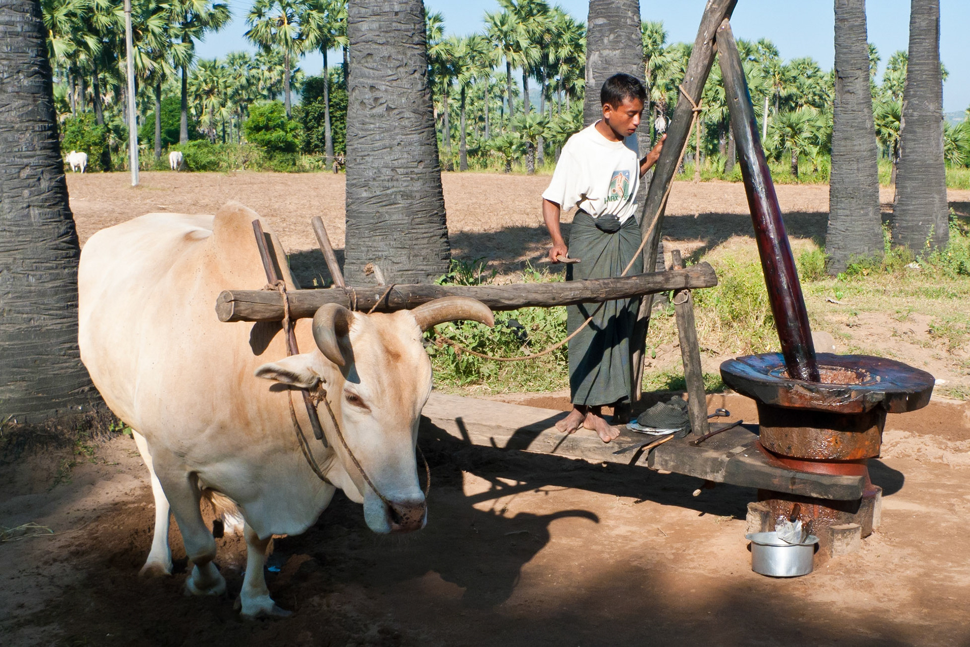 Road to Mount Poppa: Making Peanut Oil