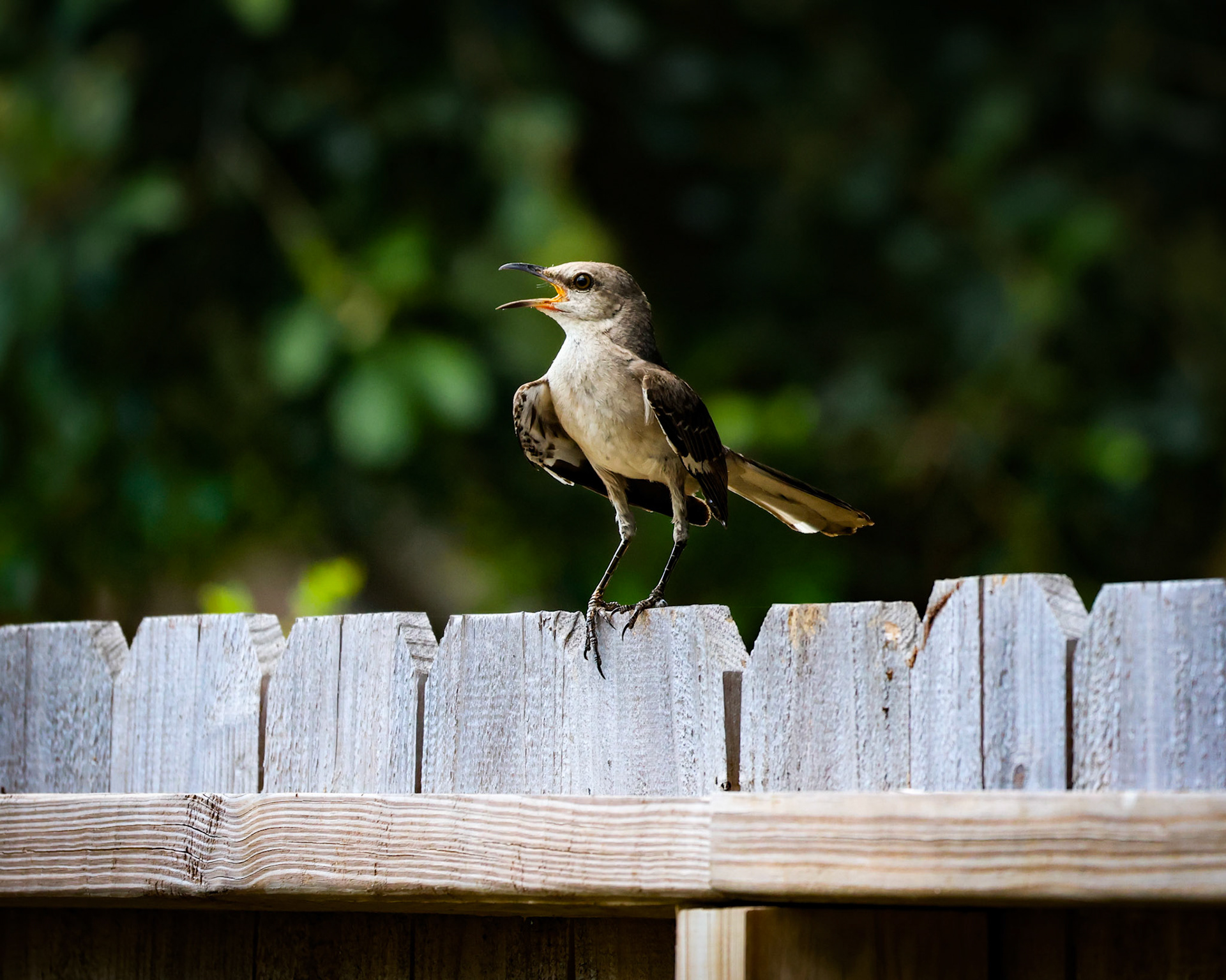 Northern Mockingbird