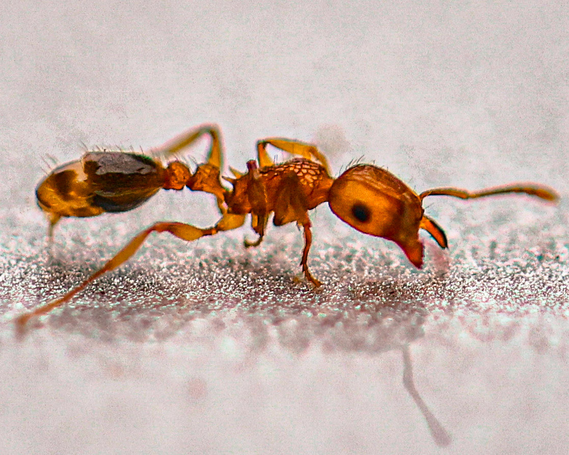 Ant