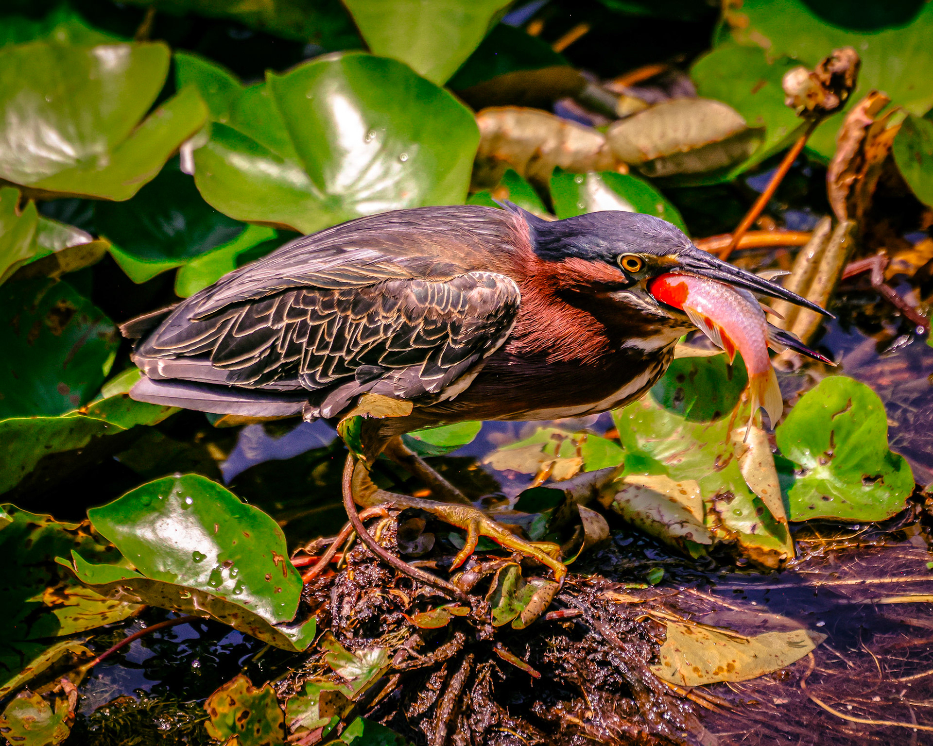 Snacking on a fish