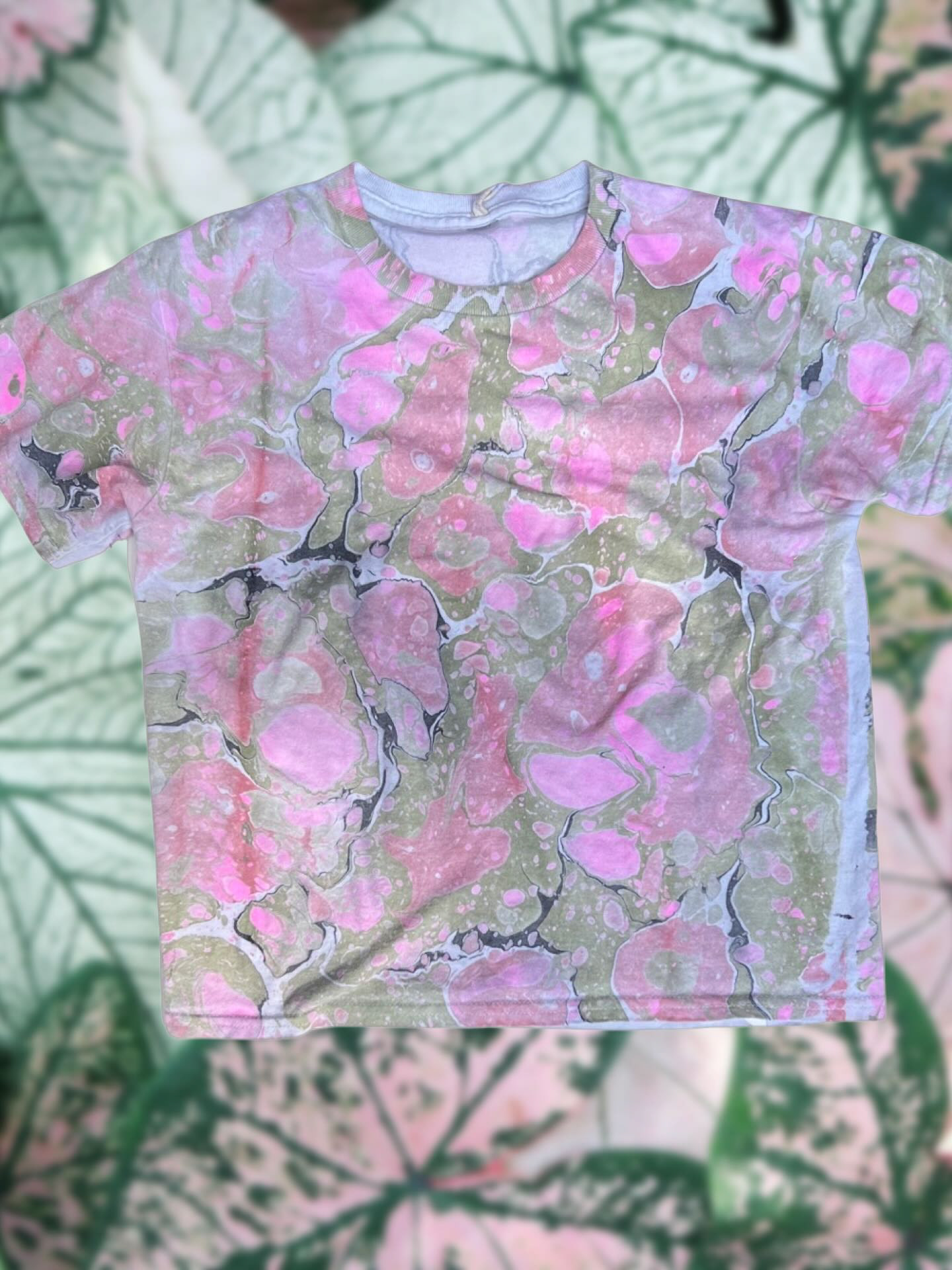 caladium 