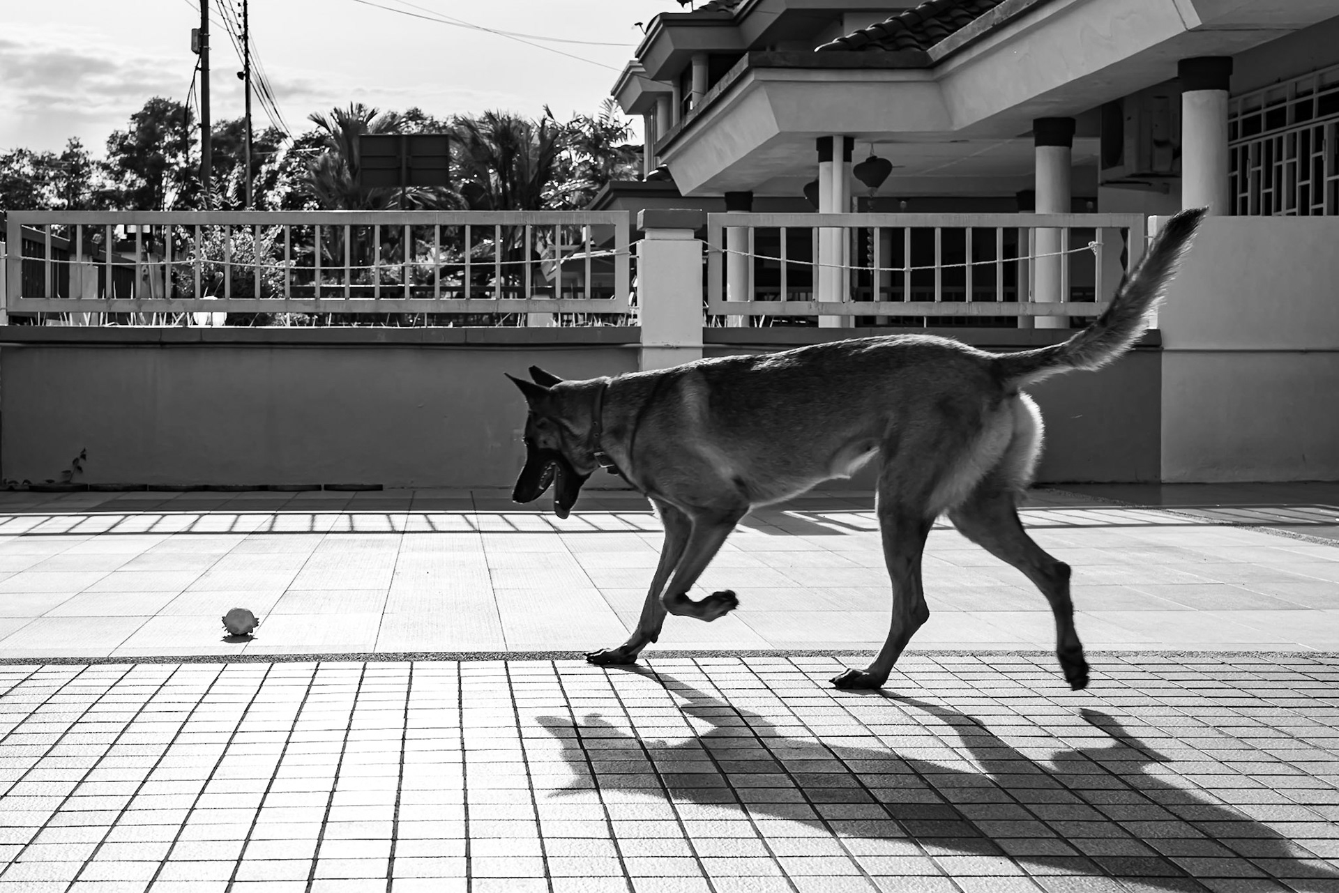 Stayhome Black and White series