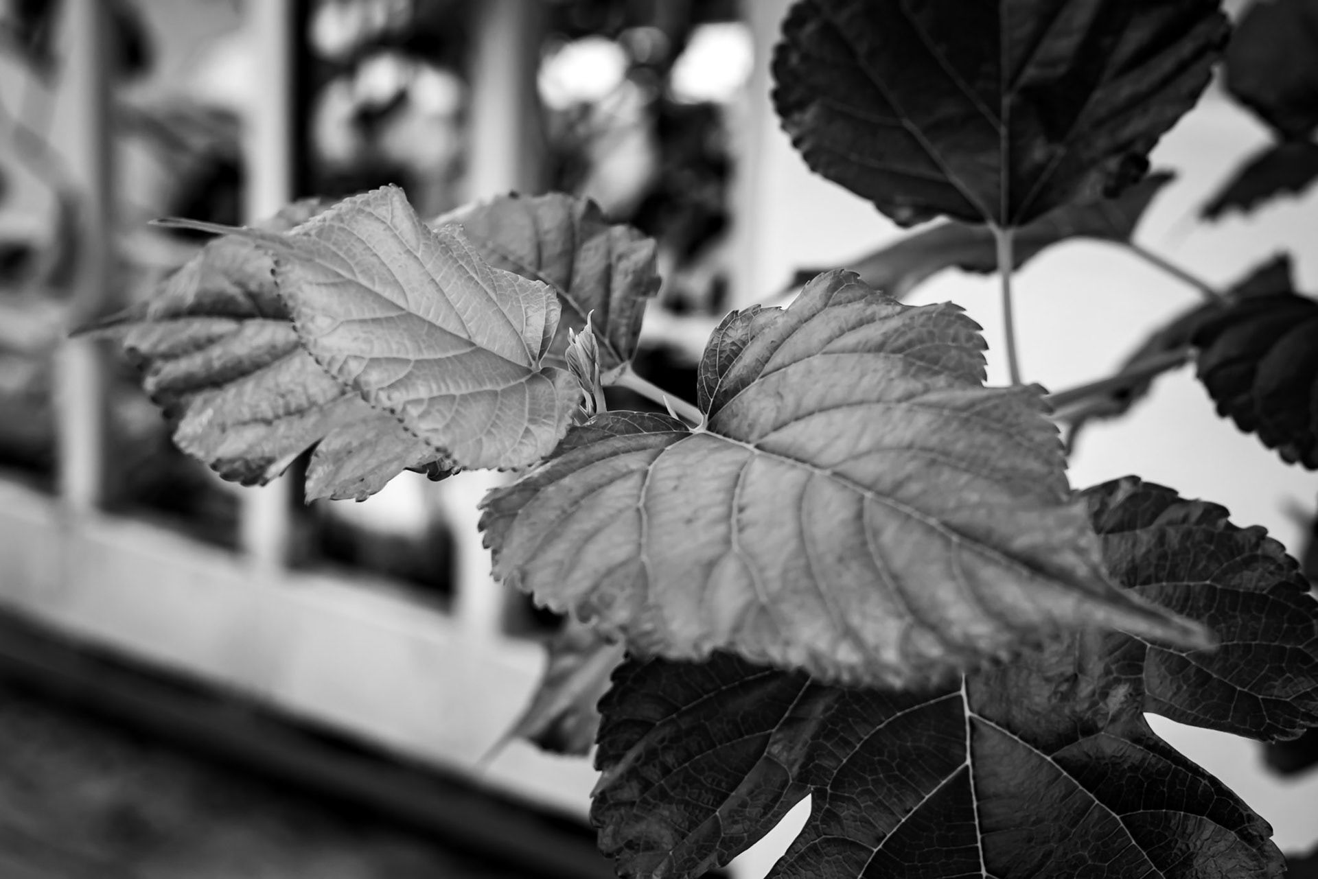 Stayhome Black and White series