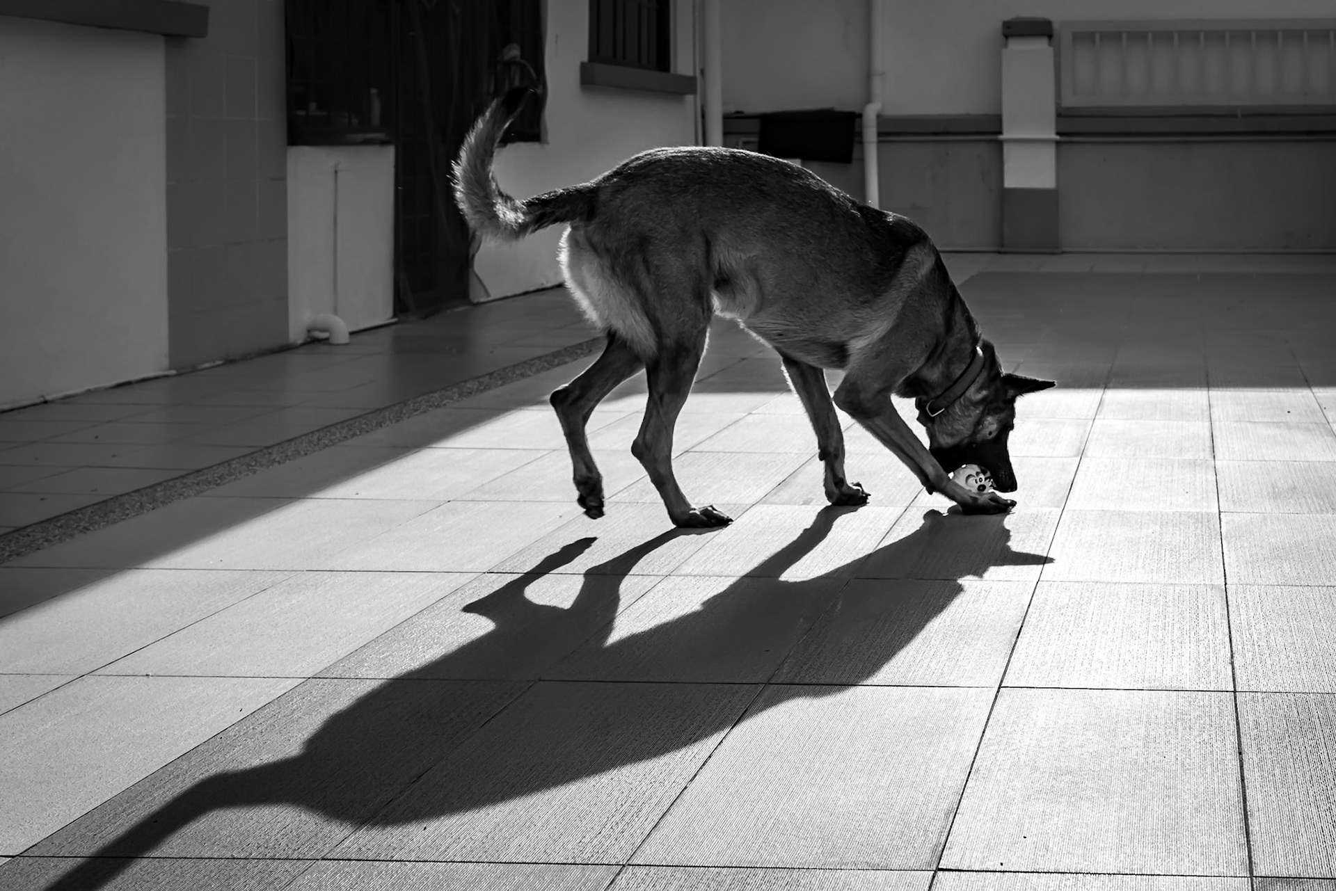 Stayhome Black and White series