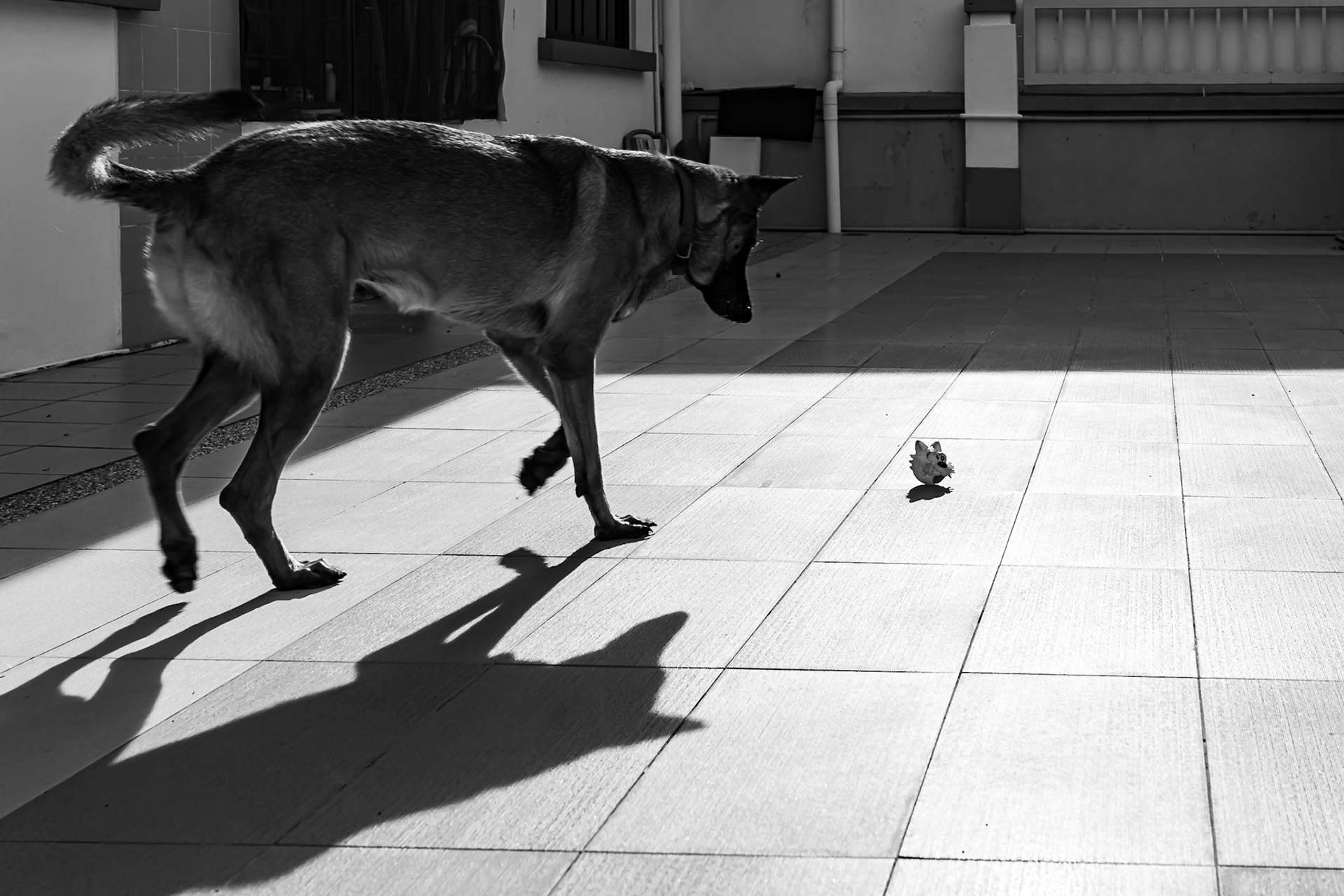 Stayhome Black and White series