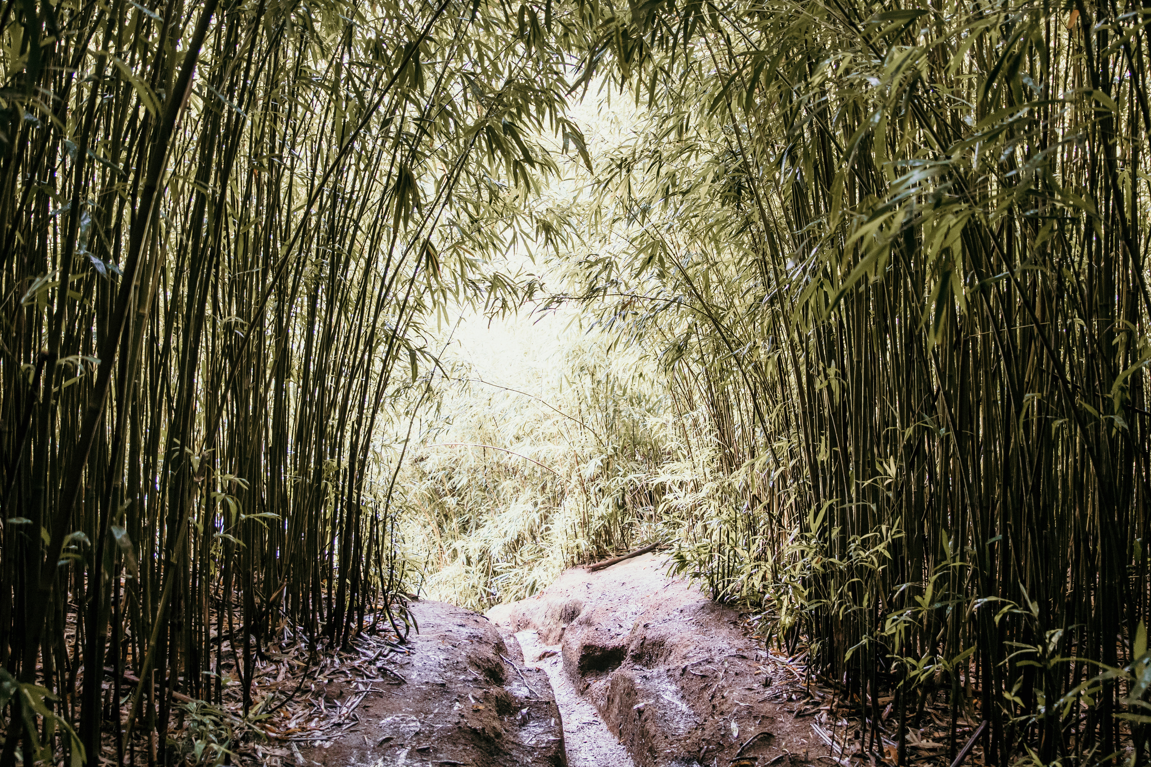 loved this bamboo forest