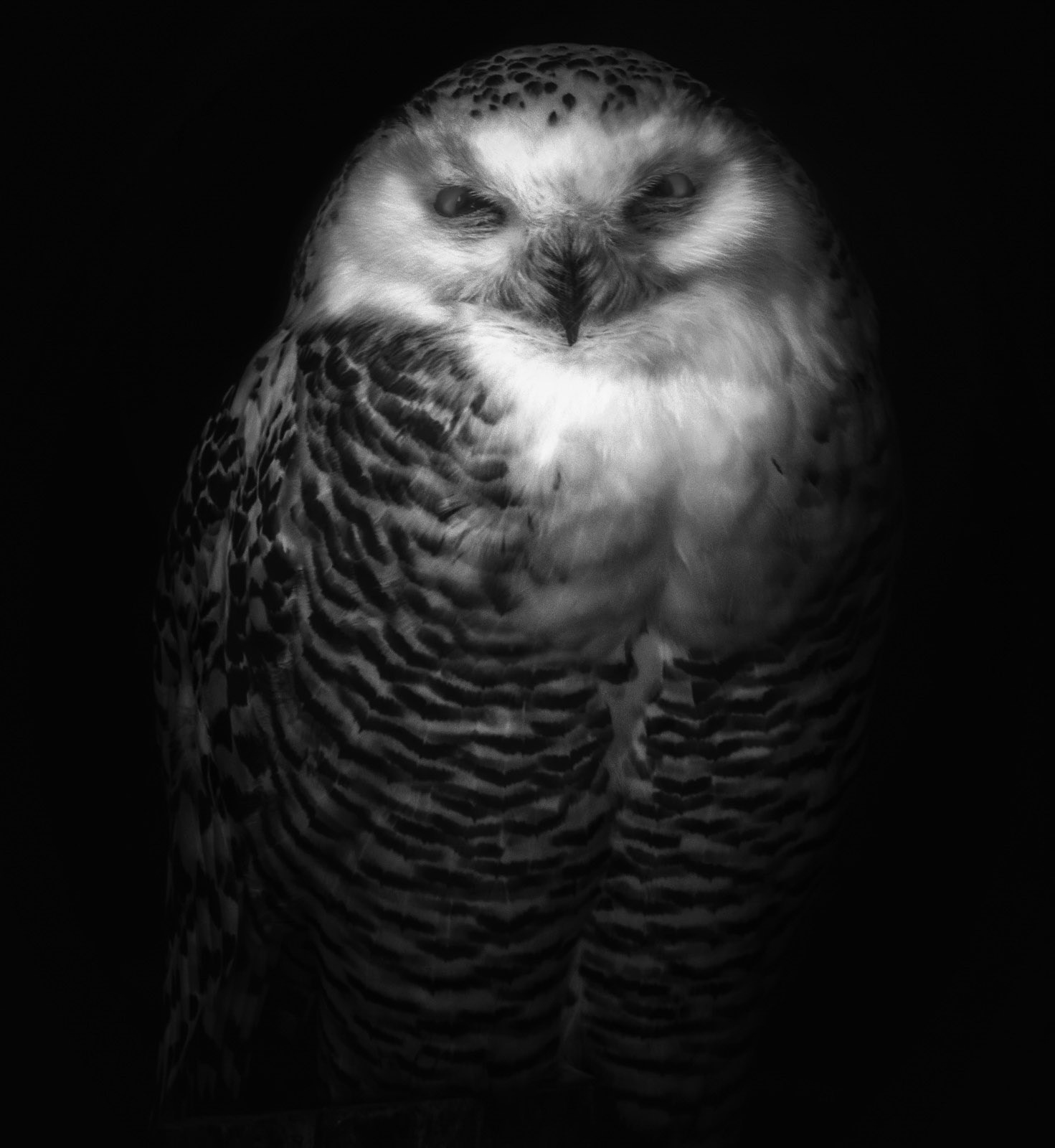 A beautiful owl closeup in black and white