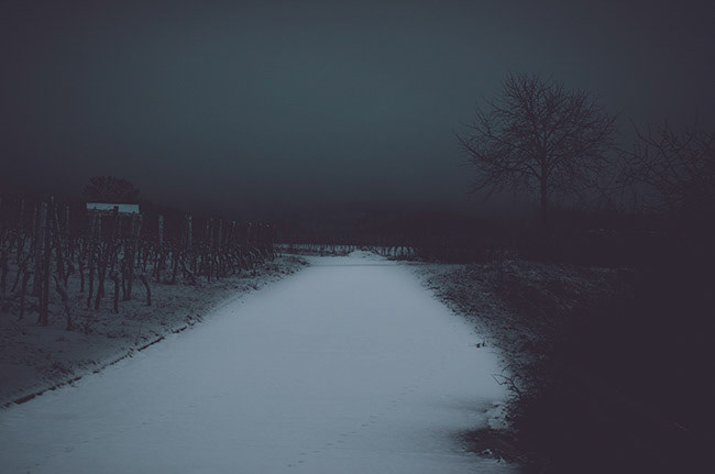 Winter in the vineyards by night