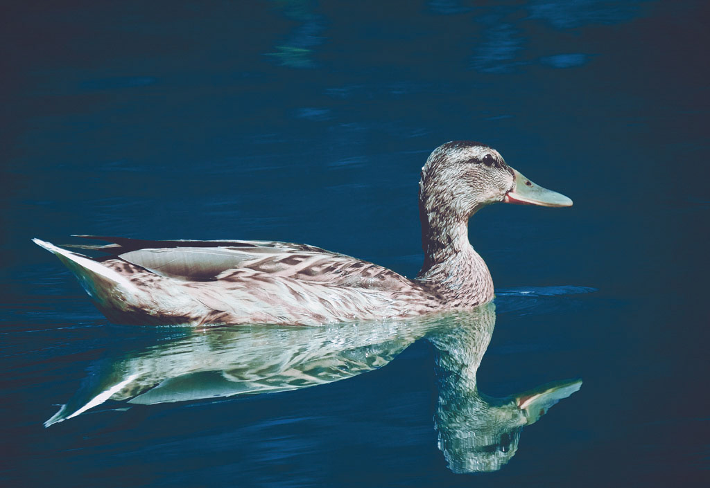 Swimming duck is reflecting in the water during swimming. A simple but beautiful scene.