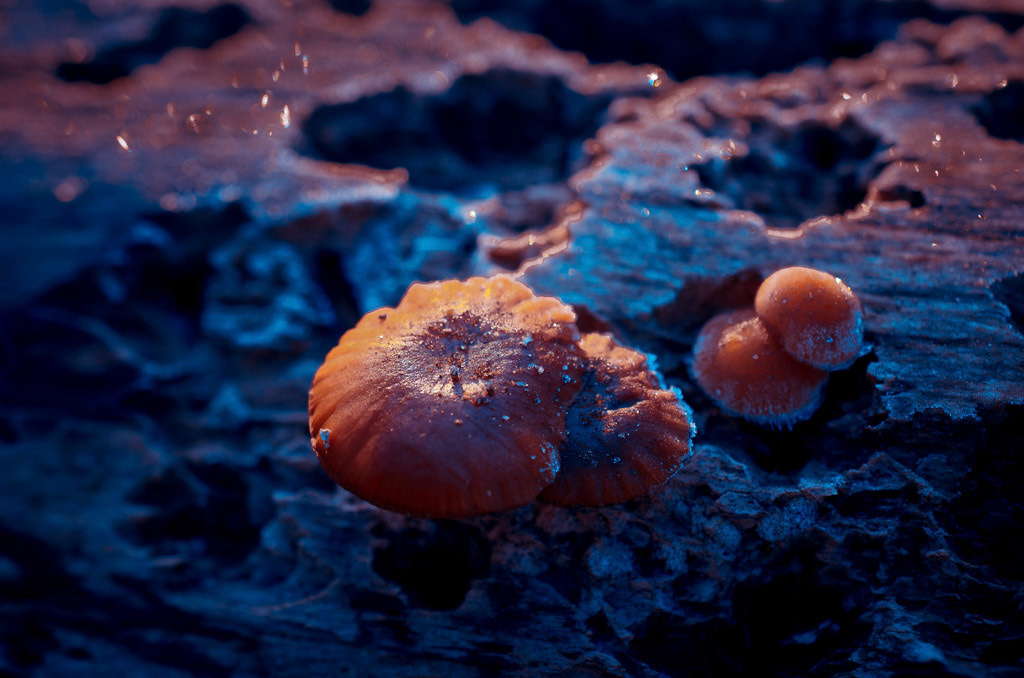 Two small frozen mushrooms growing on a tree trunk