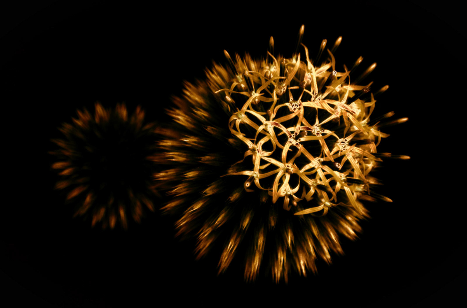 The golden shapes are from a beautiful plant. I used a very low shutter speed to capture just the bright outlines of this plant. Converted to gold it feels like a natural firework!