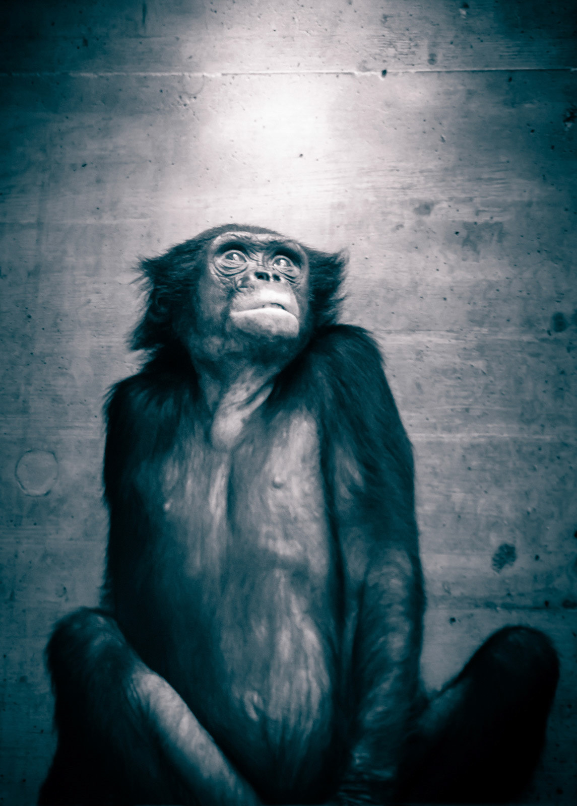 This is a sad scene of a monkey, looking into the light from above.