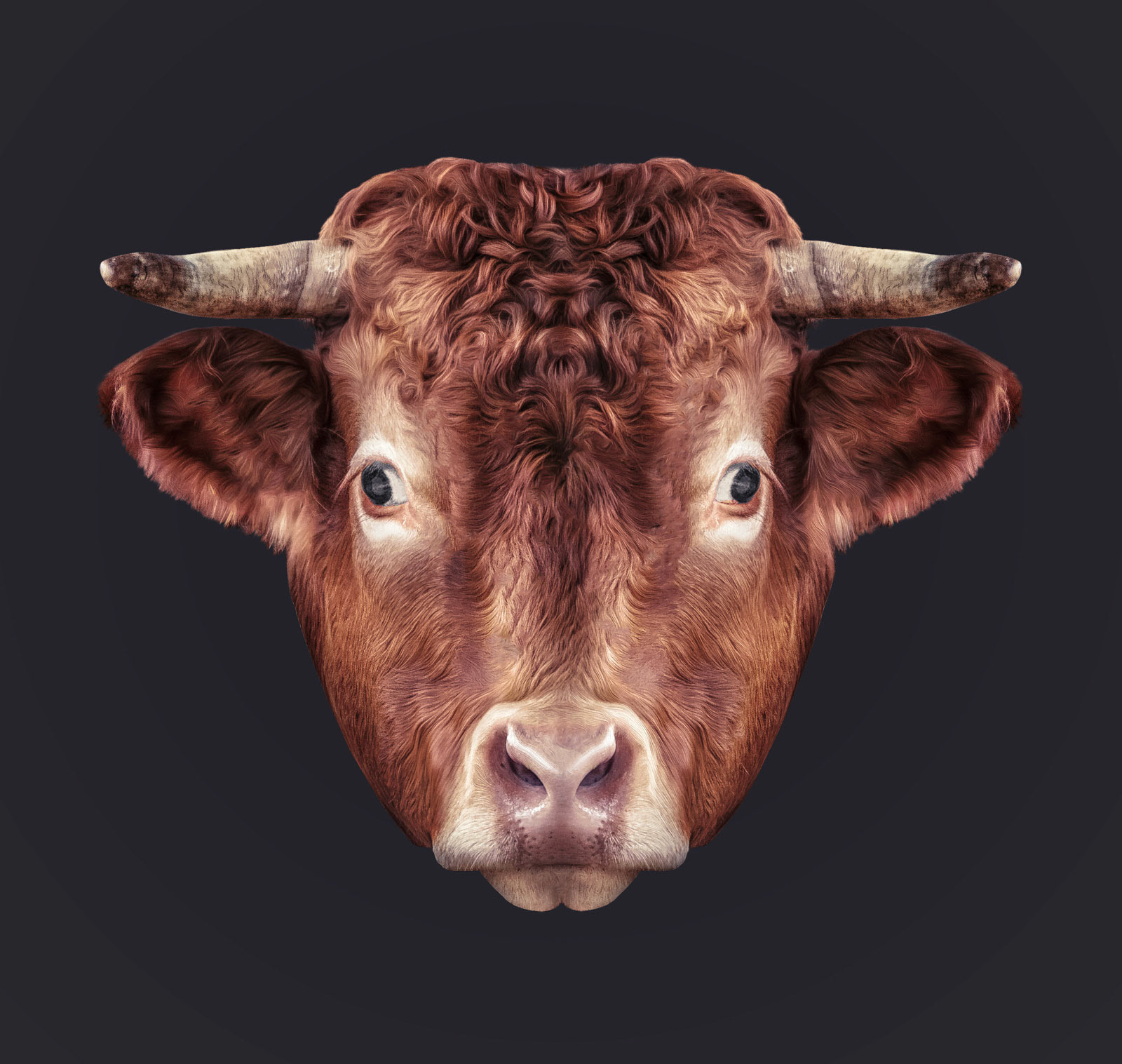 Bull face portrait
