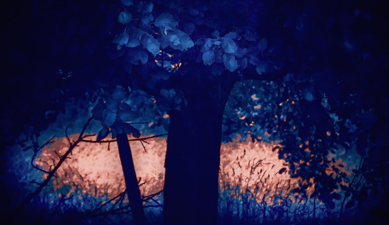 A dreamy scene with an illuminated meadow behind an apple tree. It shows you the warmth of summer and the coolness of dark shadows.