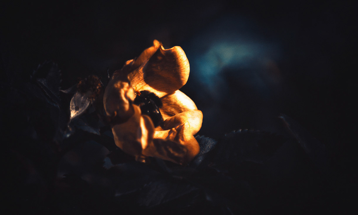 Caught this bumblebee taking a bath in this flowers honeypot.