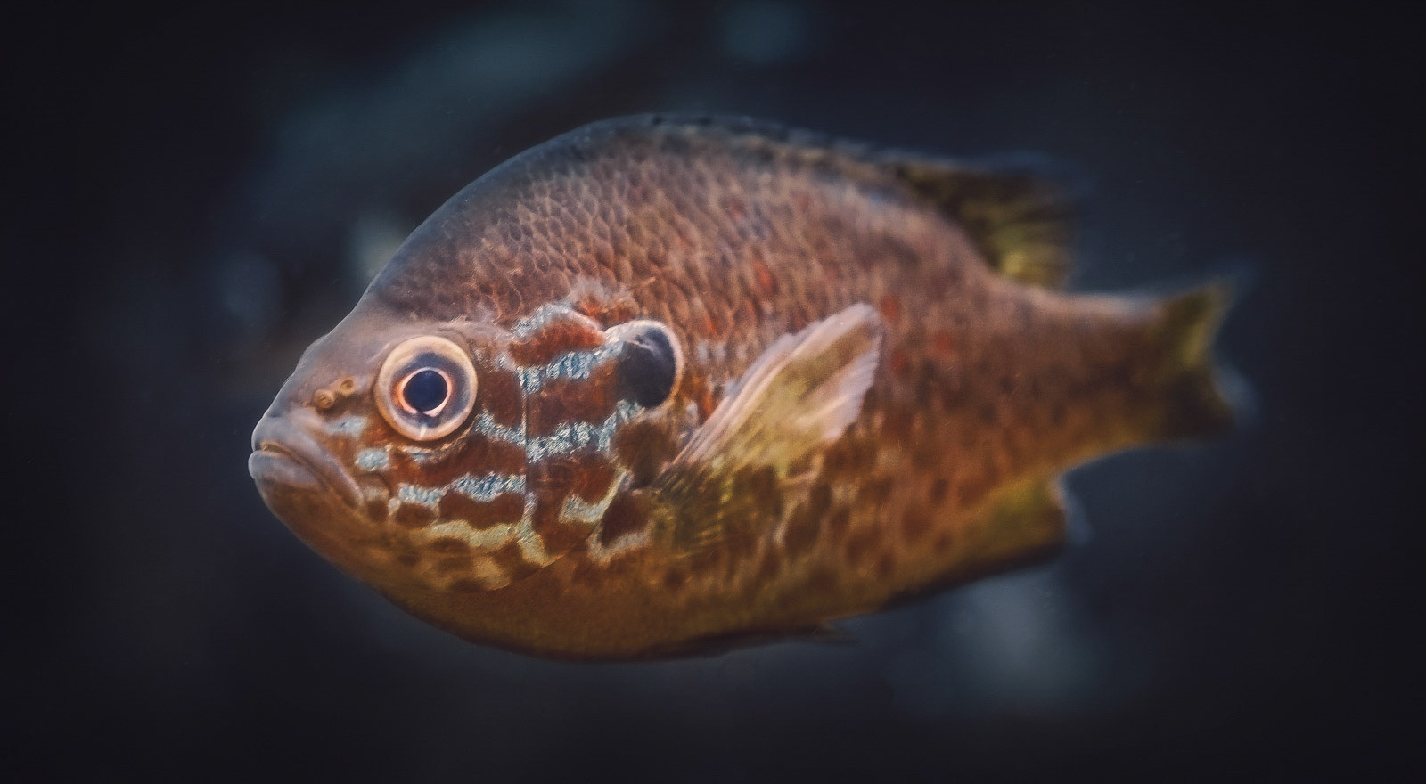Portrait closeup capture of a beautiful swimming fish.