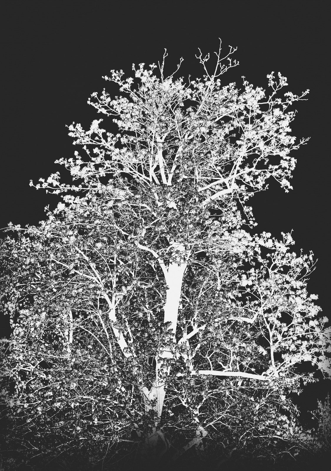 In this simple artwork you can see and discover the complexity in its structure itself.