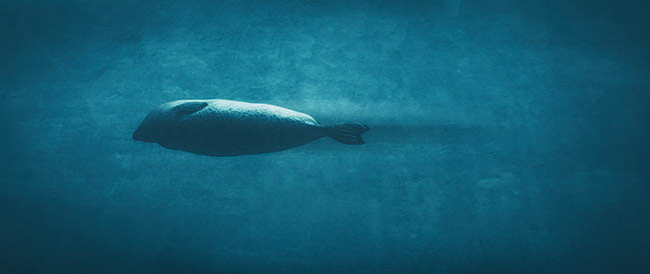 If there exists elegance in swimming .. a seal can show you how.