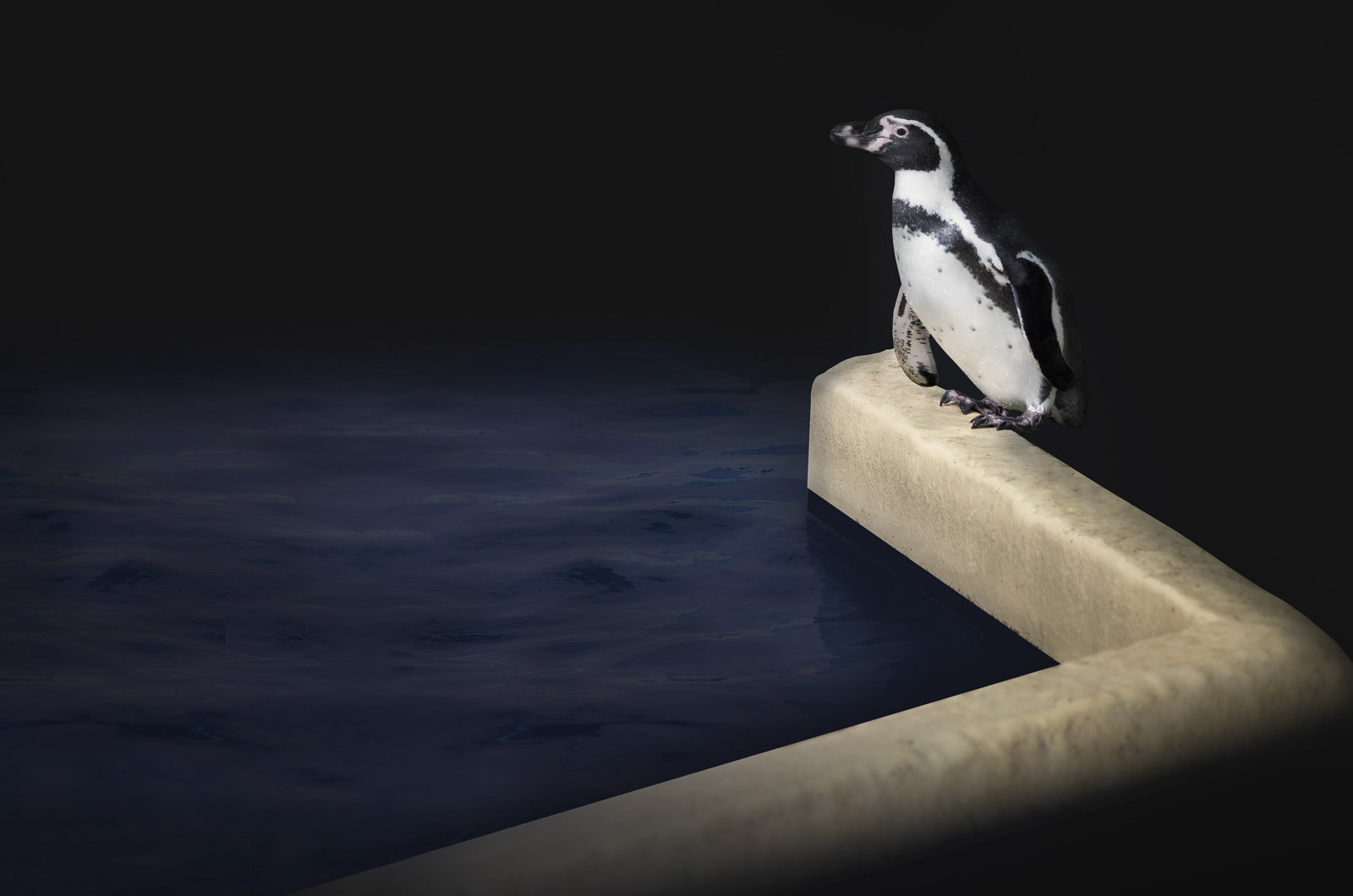 Hot temperatures outside, ...the water is nearby....don't you want to cool down yourself? For sure, this penguin wants to!